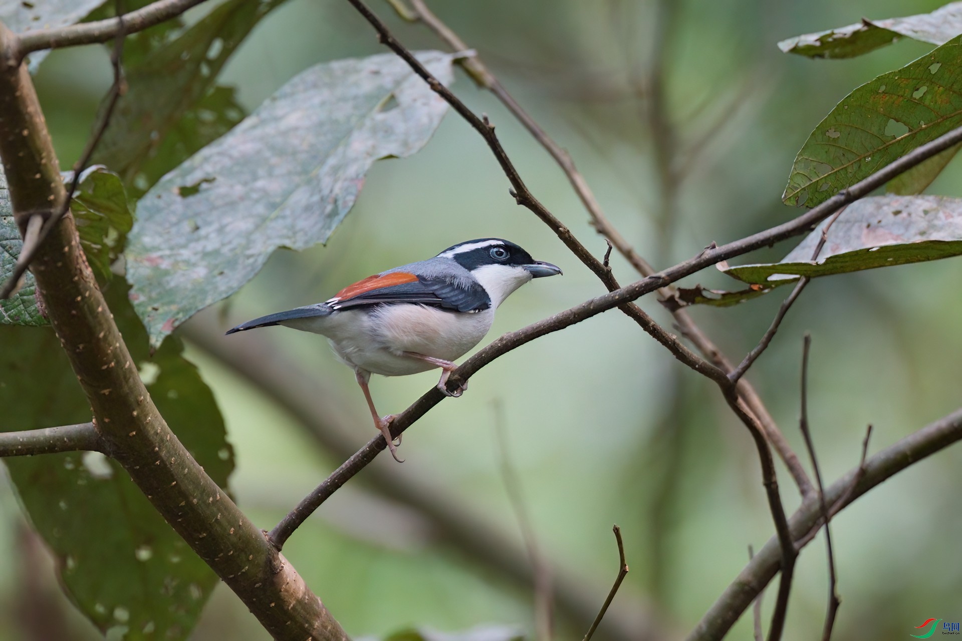 DSC03040 ����-DeNoiseAI-low-light.jpg