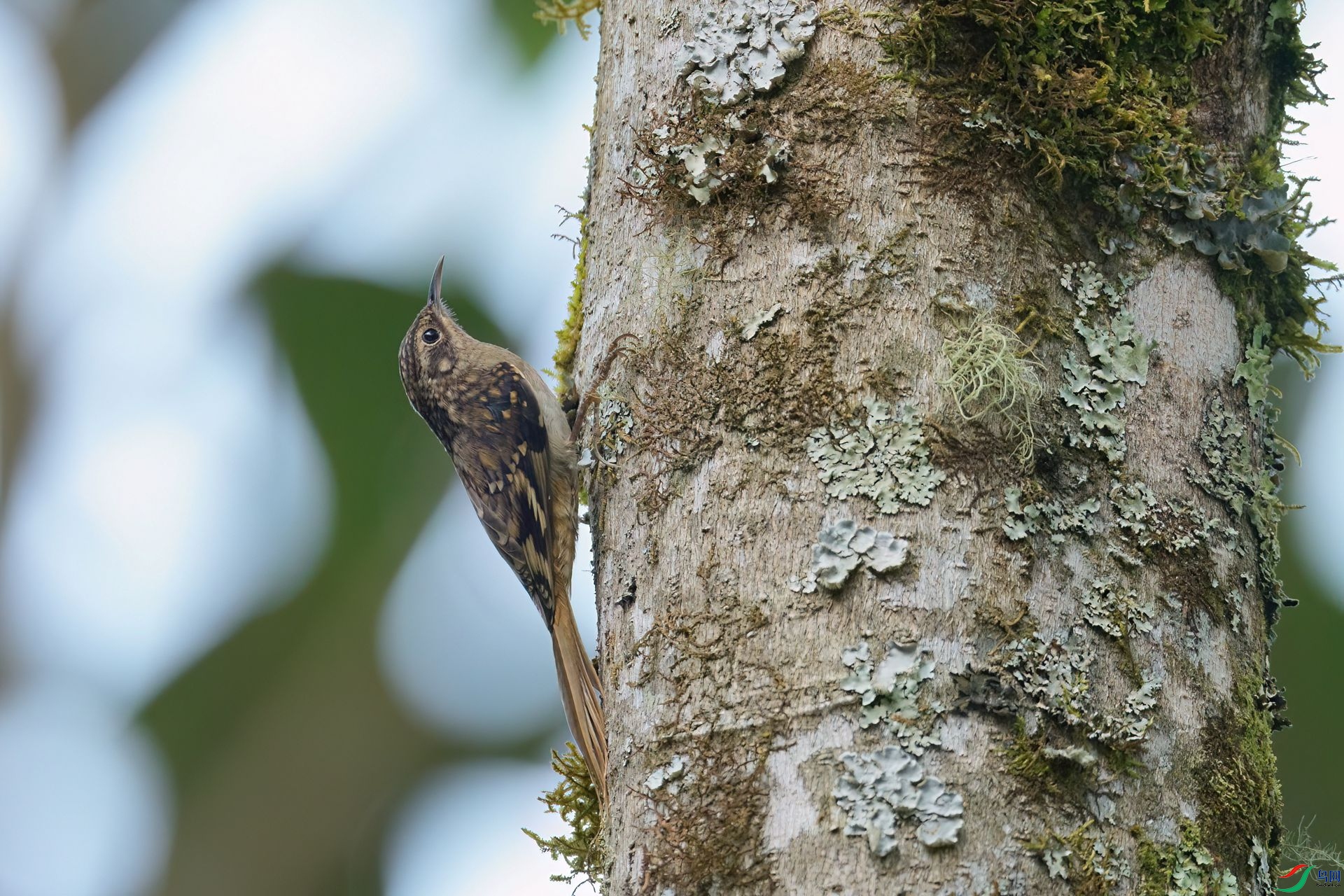 DSC03400 ����-DeNoiseAI-low-light.jpg