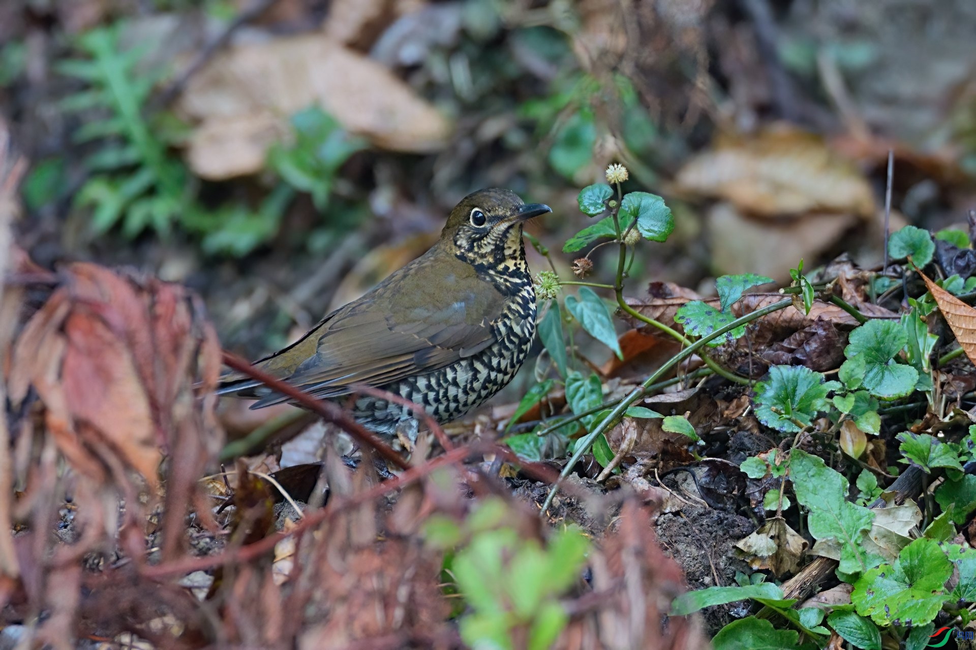 DSC00304-DeNoiseAI-low-light.JPG