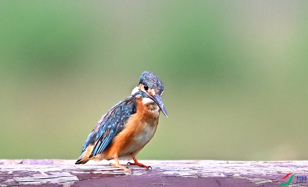 DSC_1216.JPG