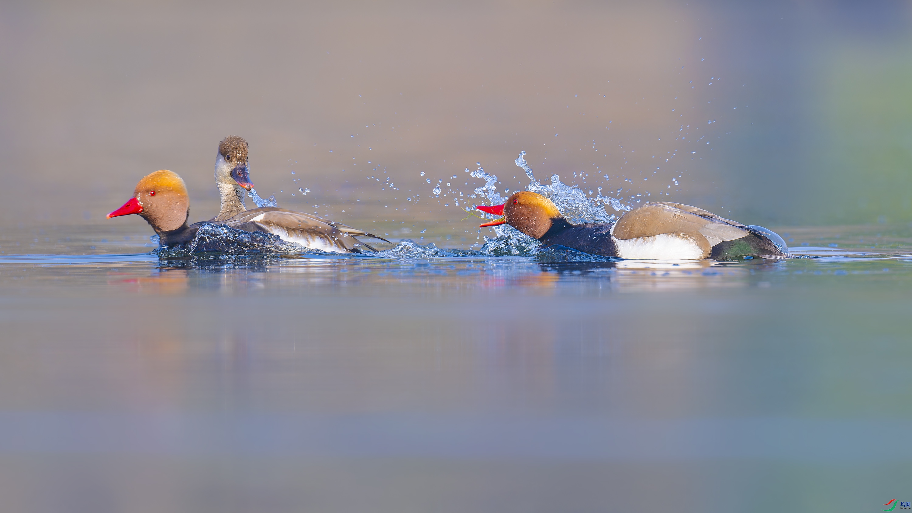 DSC_5370_DxO.jpg