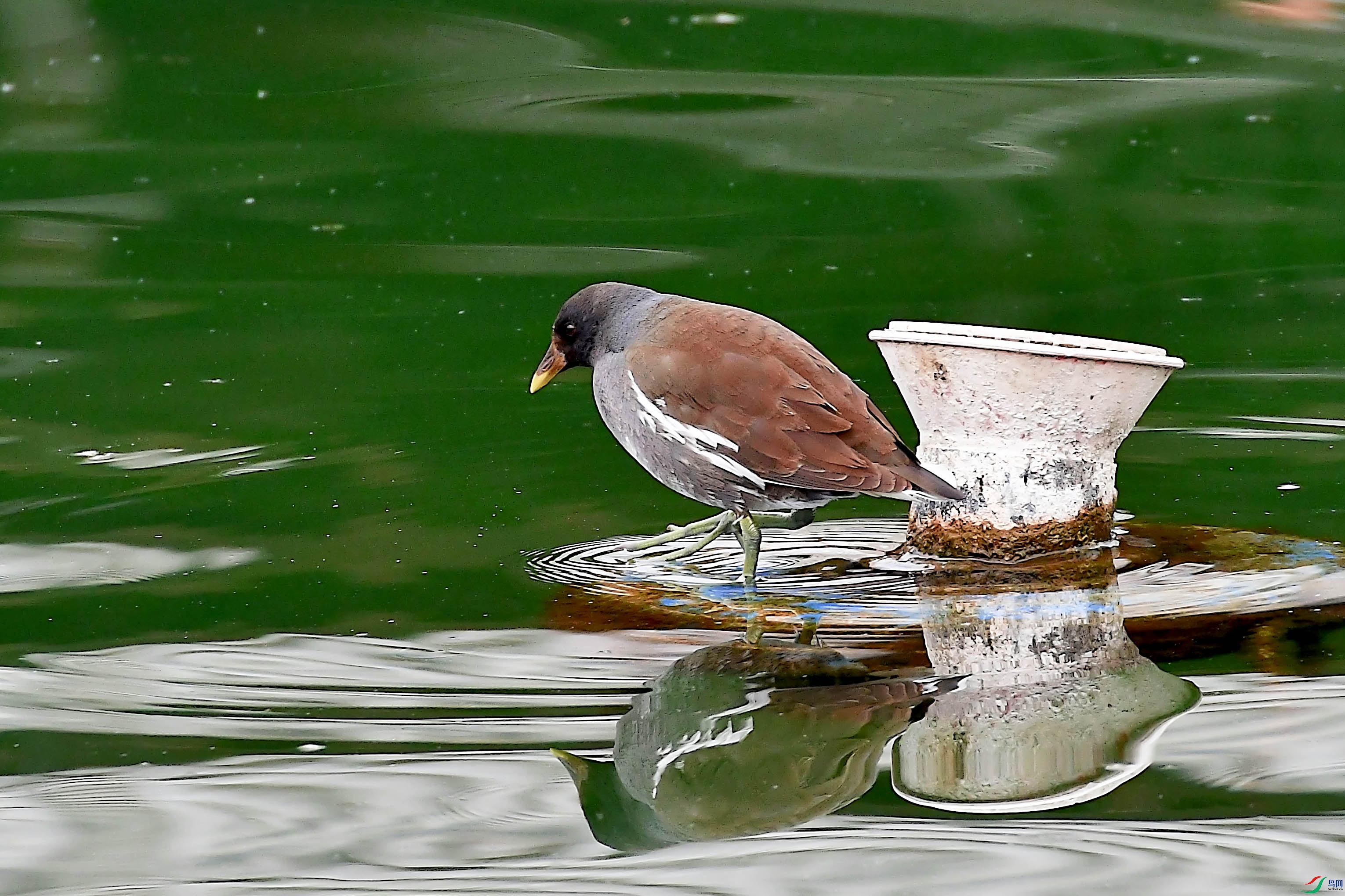 DSC_2082 ����3.jpg