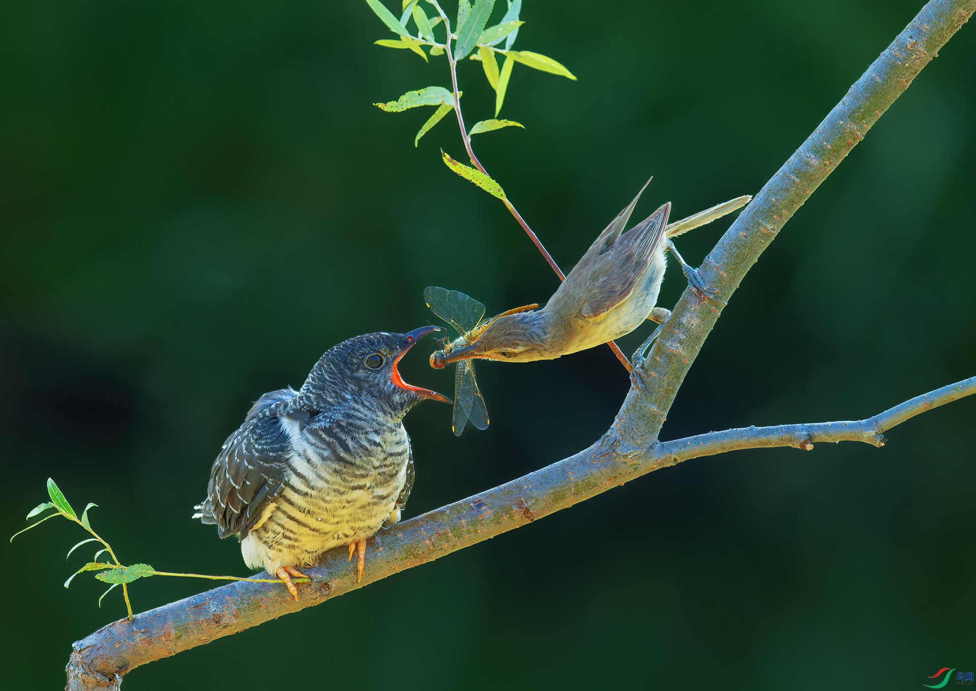 DSC_4447-1.jpg