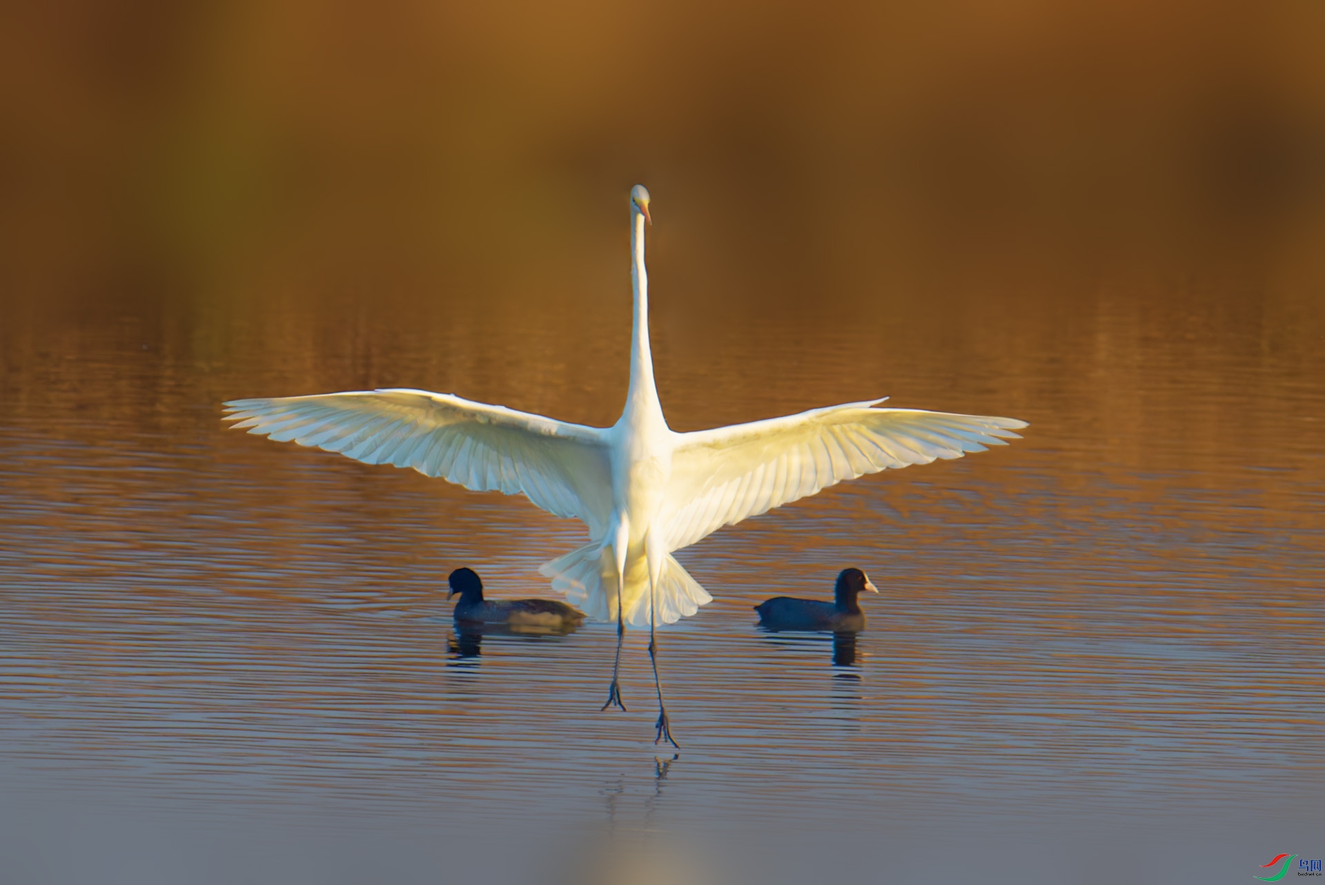 DSC_6516-1.jpg