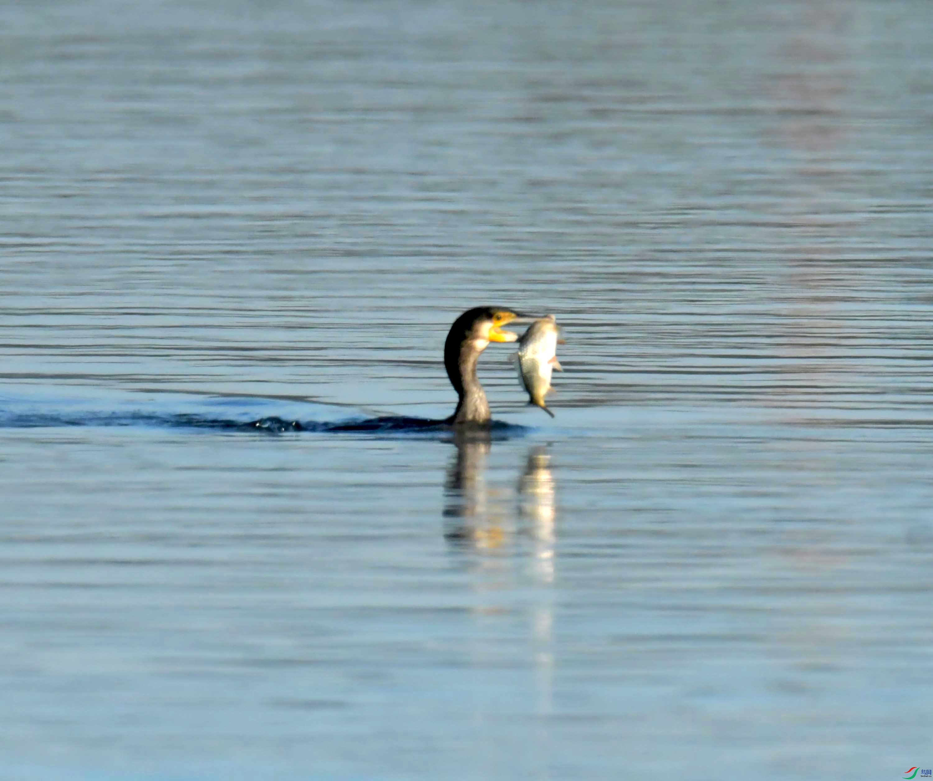 DSC_6886.JPG