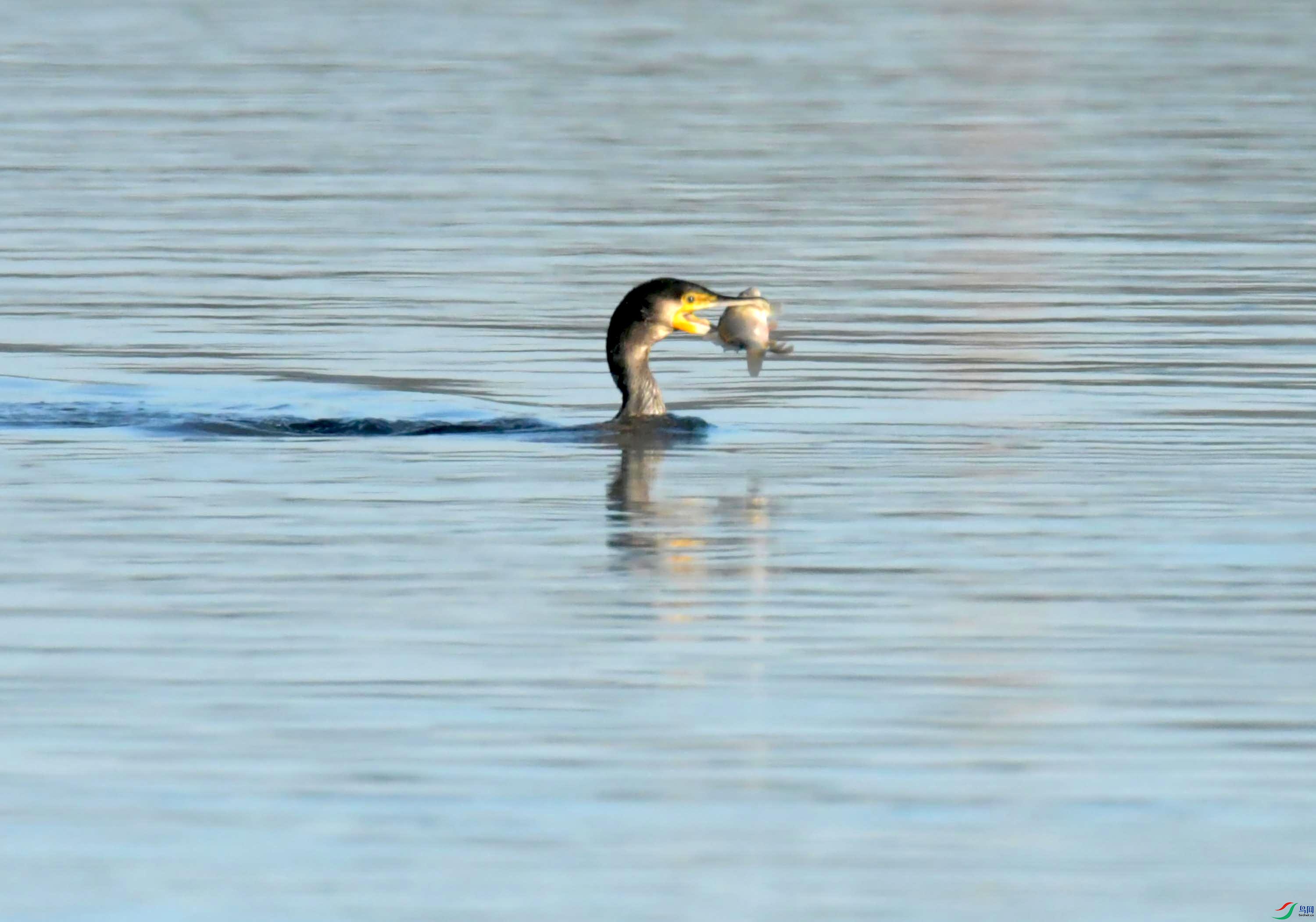 DSC_6888.JPG