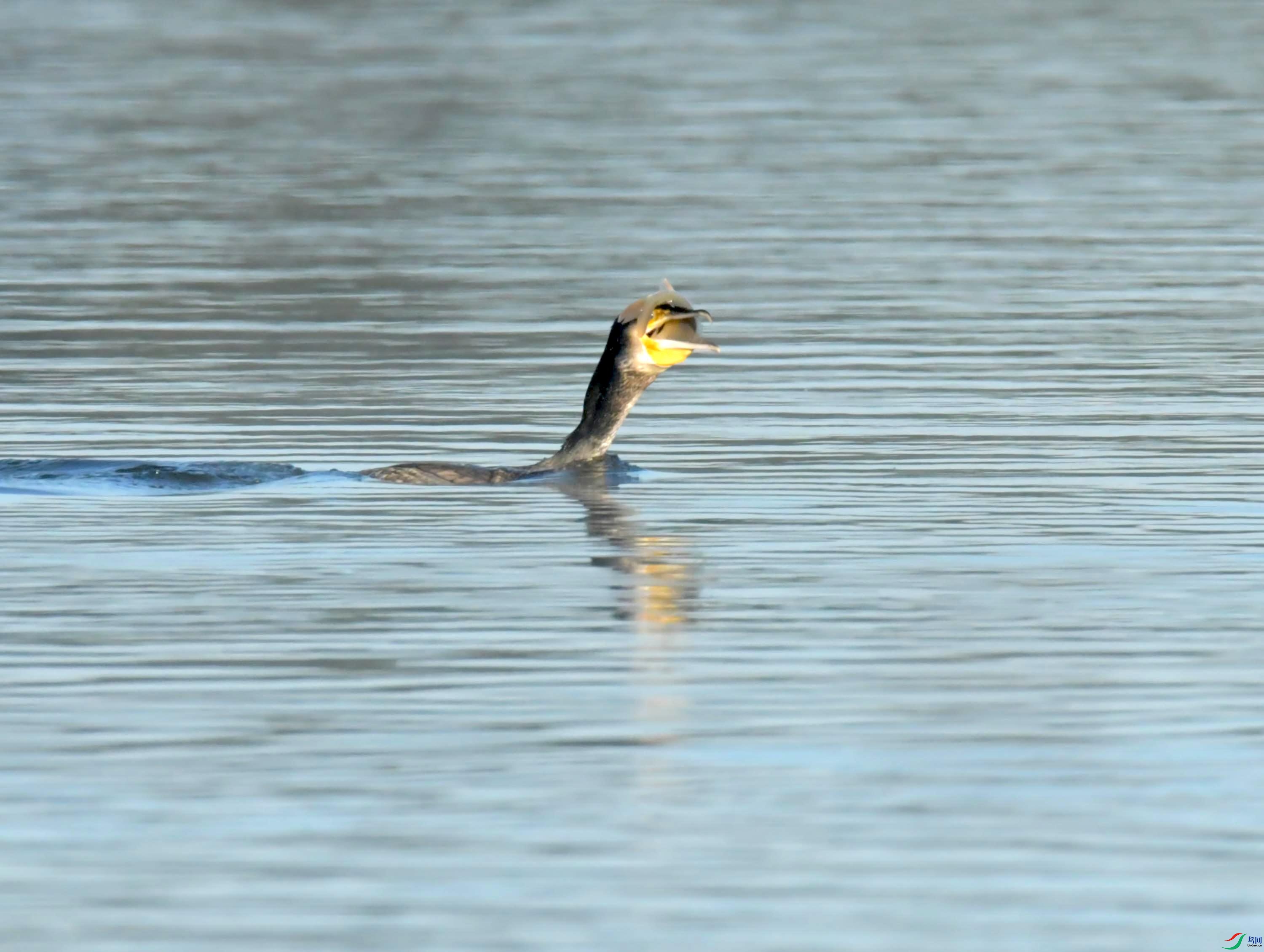 DSC_6900.JPG