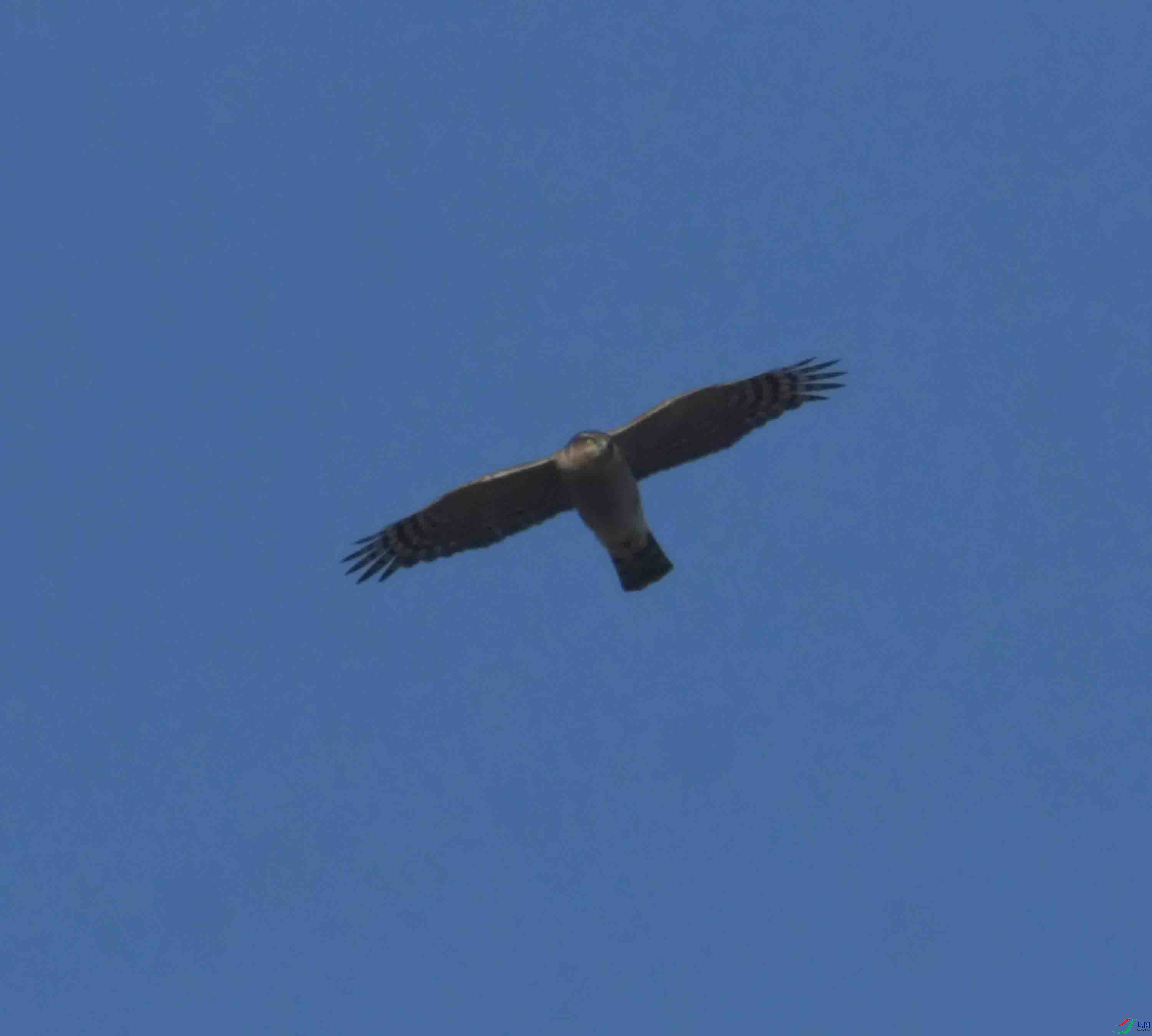 DSC_1575.JPG