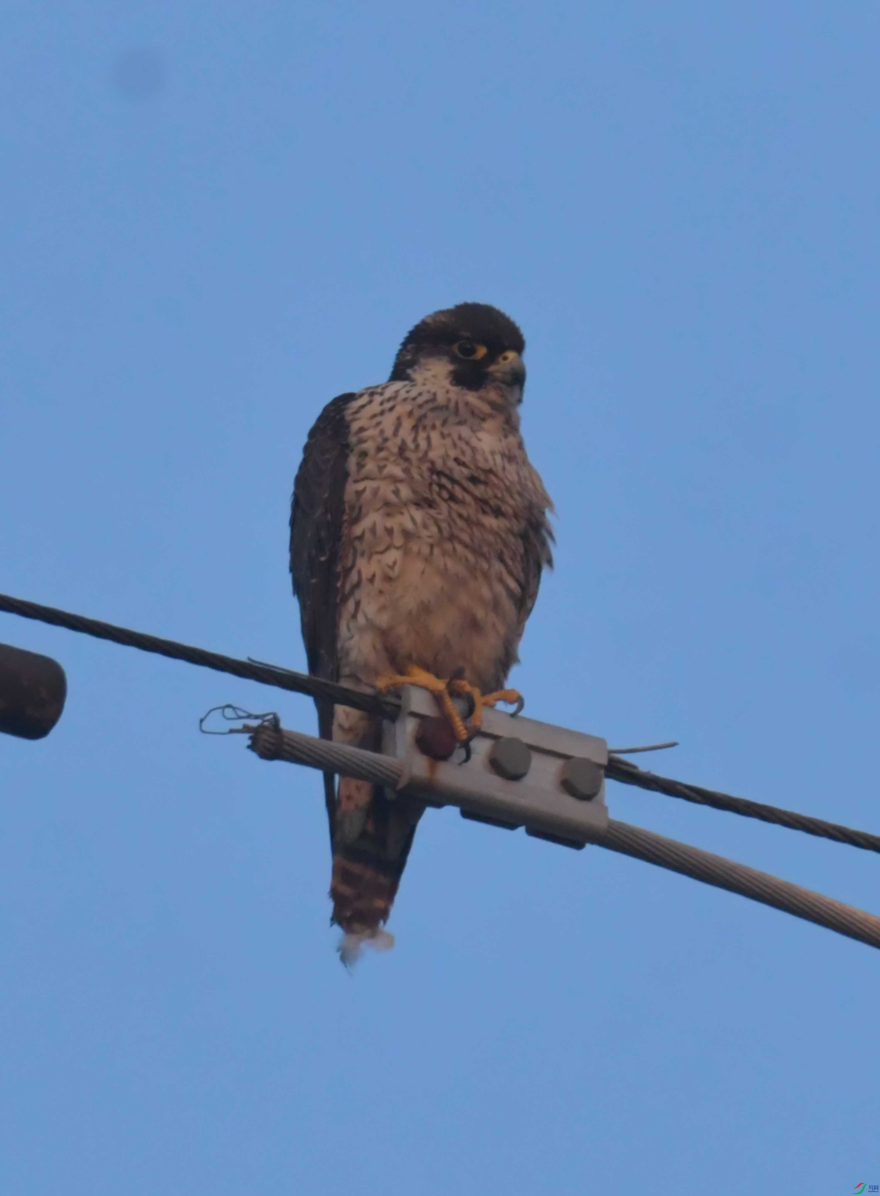 DSC_3385.JPG