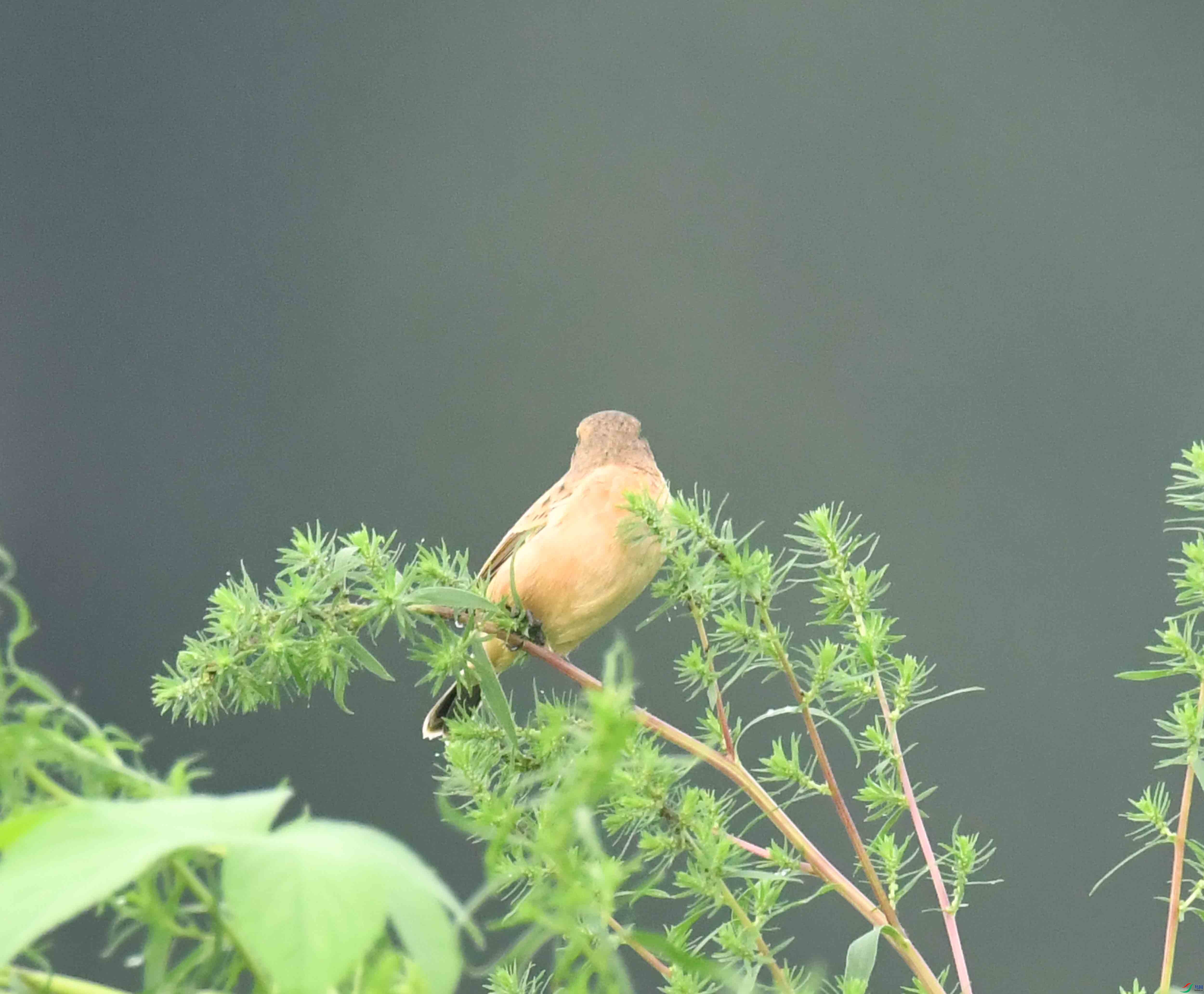 DSC_0176.JPG