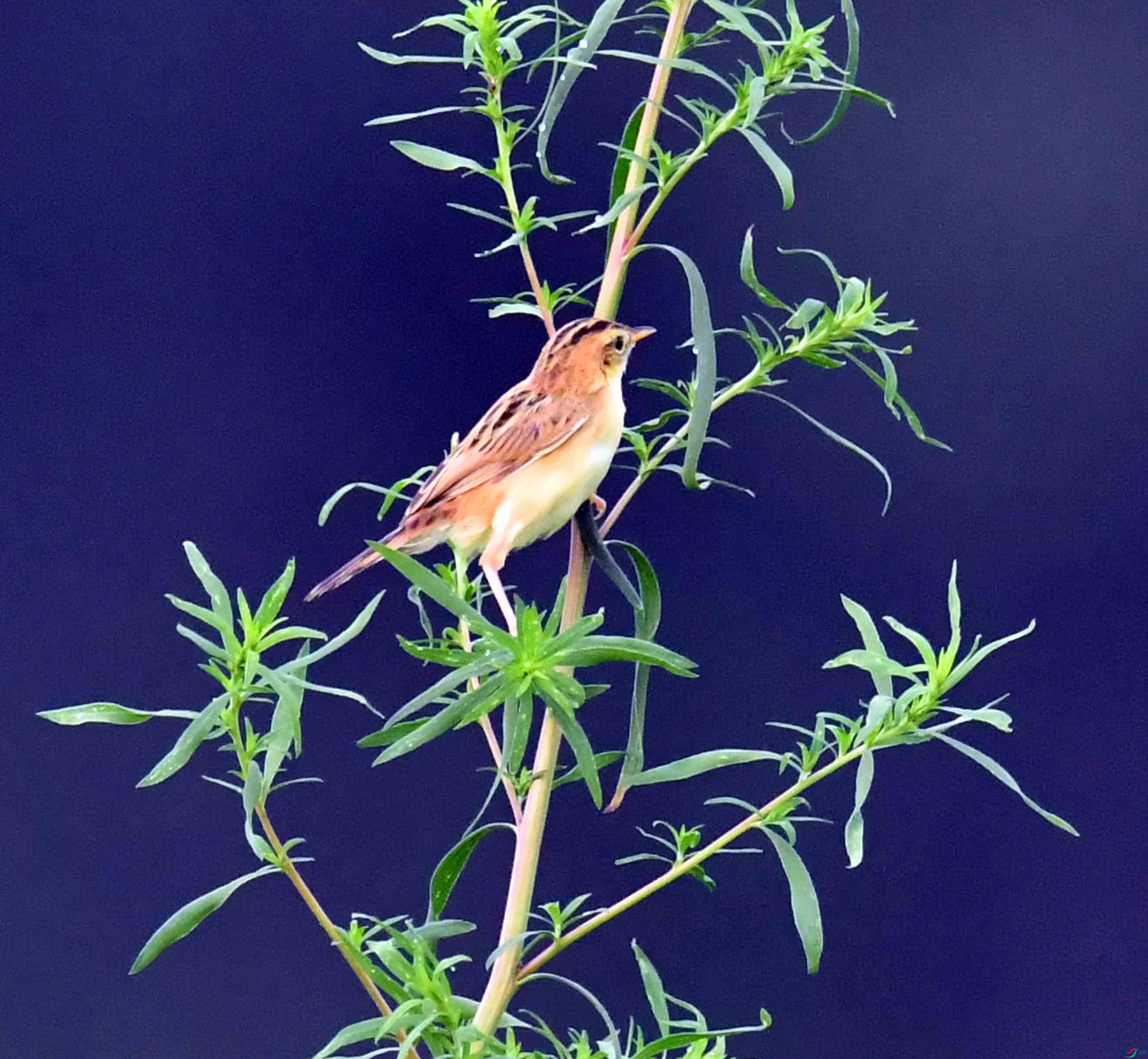 DSC_0144.JPG