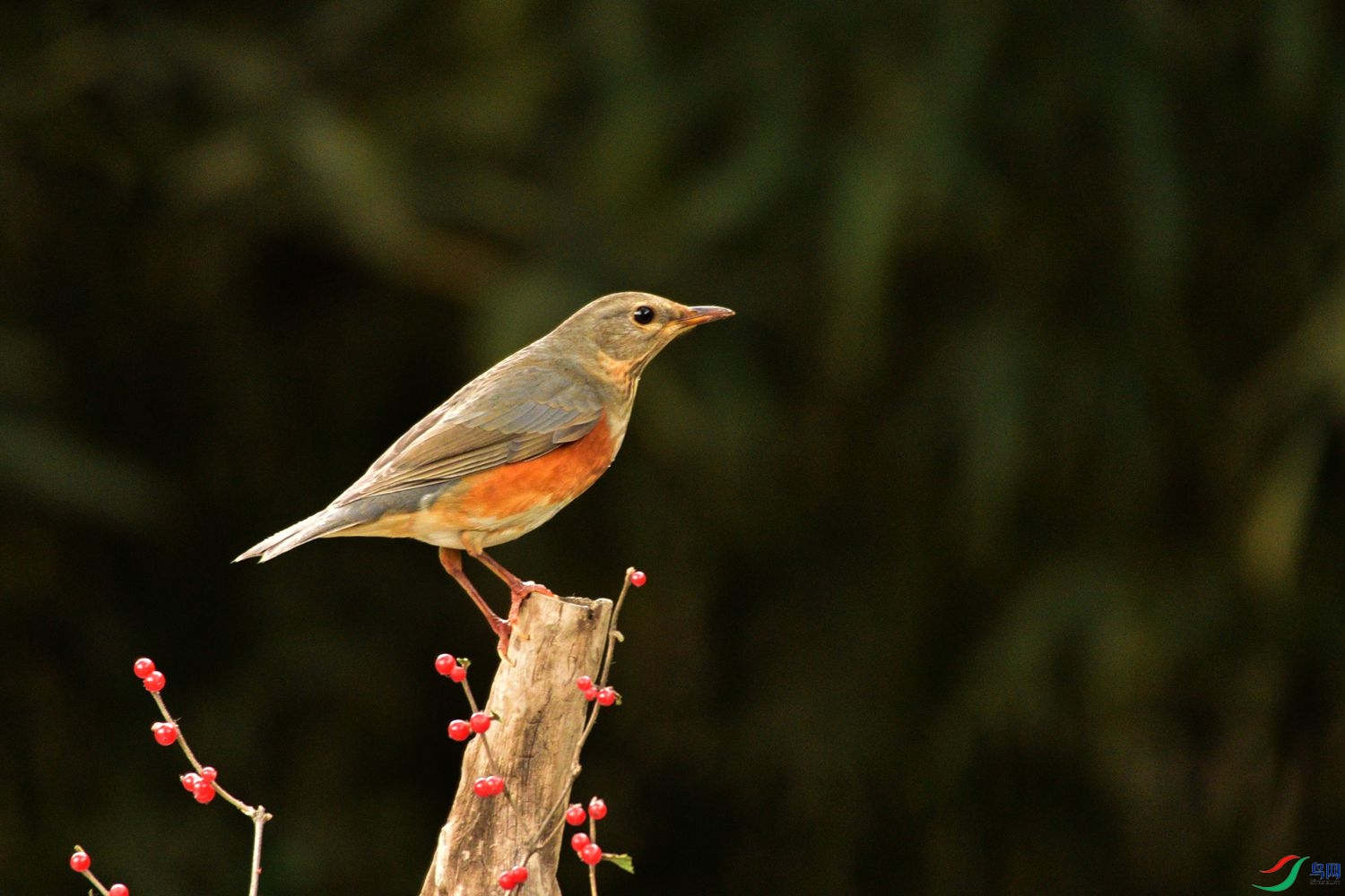 DSC_1244.JPG