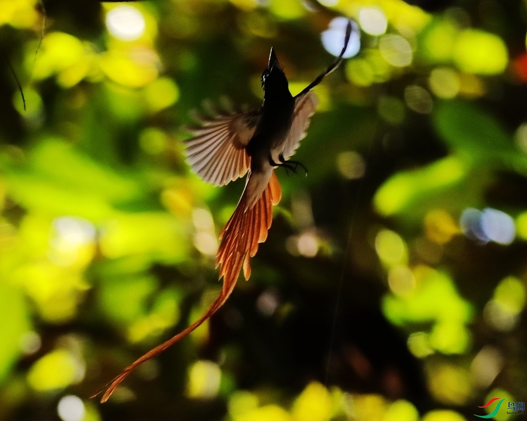 AV4A0936_����.jpg