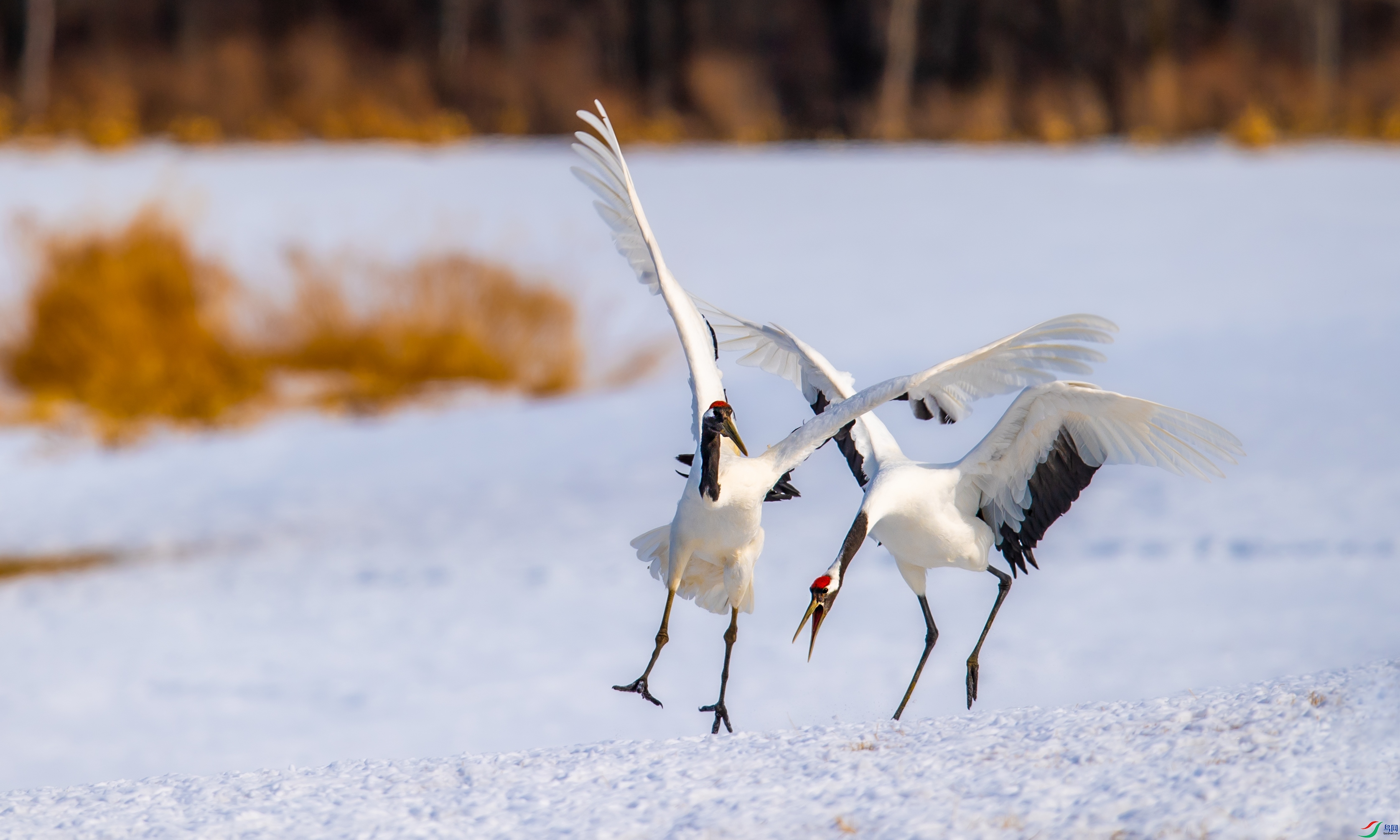 DSC_2935-1.jpg