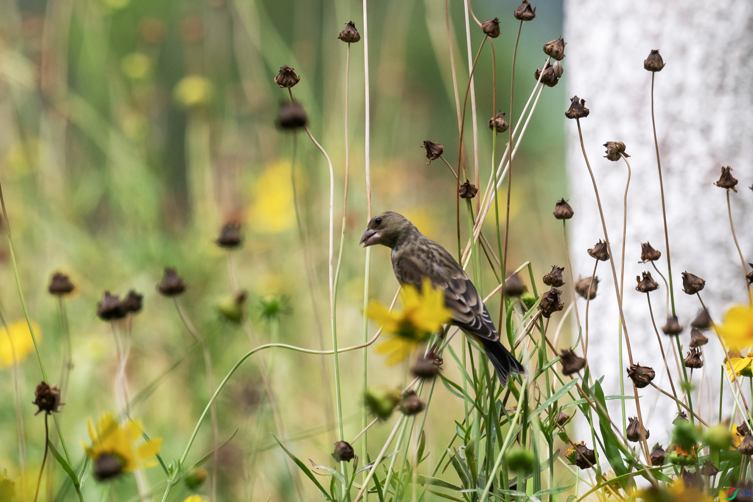 DSC_1638 ����.jpg