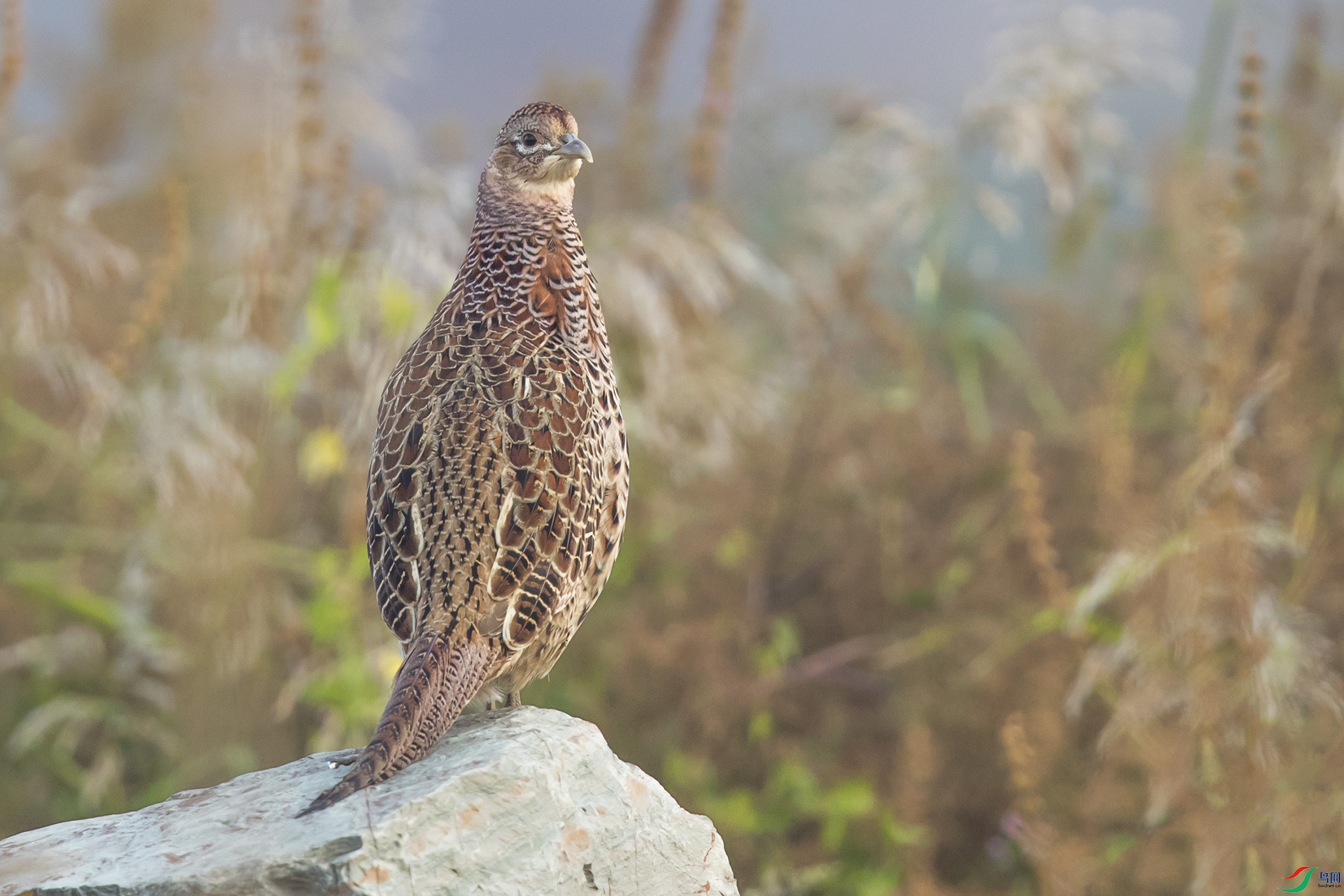 _90I6868 ����.jpg