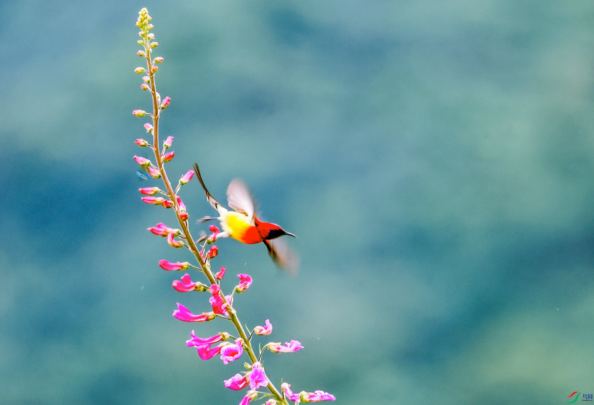 ���ǹ�-����Ļ��䣨����̫����