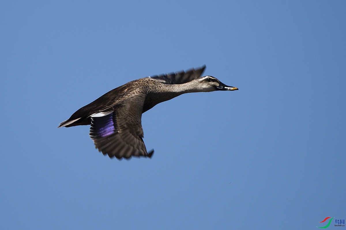 _DSC1407-.jpg