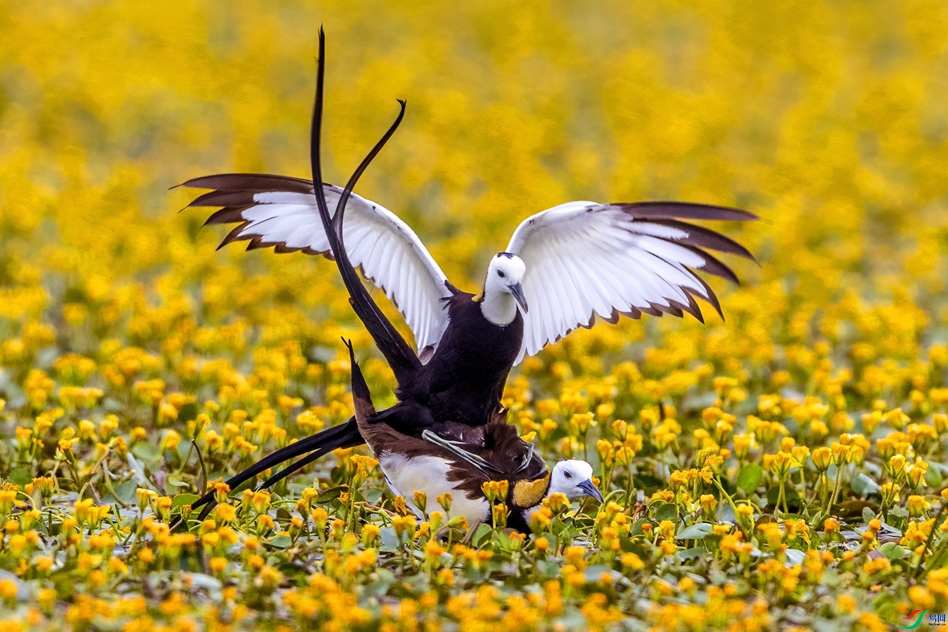 6.13��������ʦ��Ʒ   ������ ��ף���ٻ����������.jpg