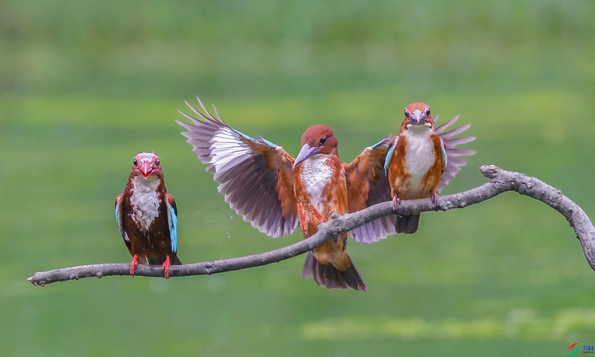 6.14Դ����Ȼ��ʦ��Ʒ  ����ĩ��졿 ��ף���ٻ����������.jpg