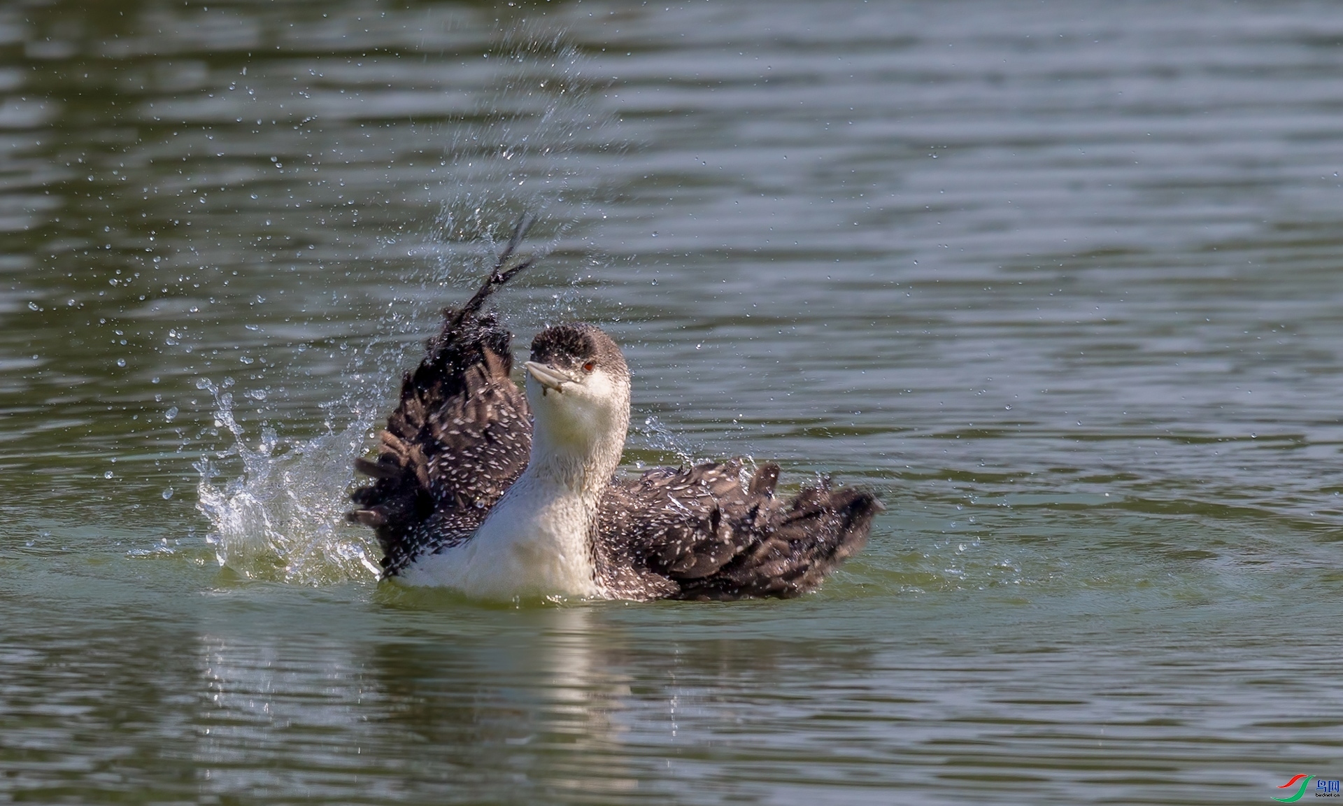 6.18�ƽ�Ҷ��ʦ��Ʒ   ���Ǳ�񡪡��������� ��ף���ٻ����Ѿ�����.jpg