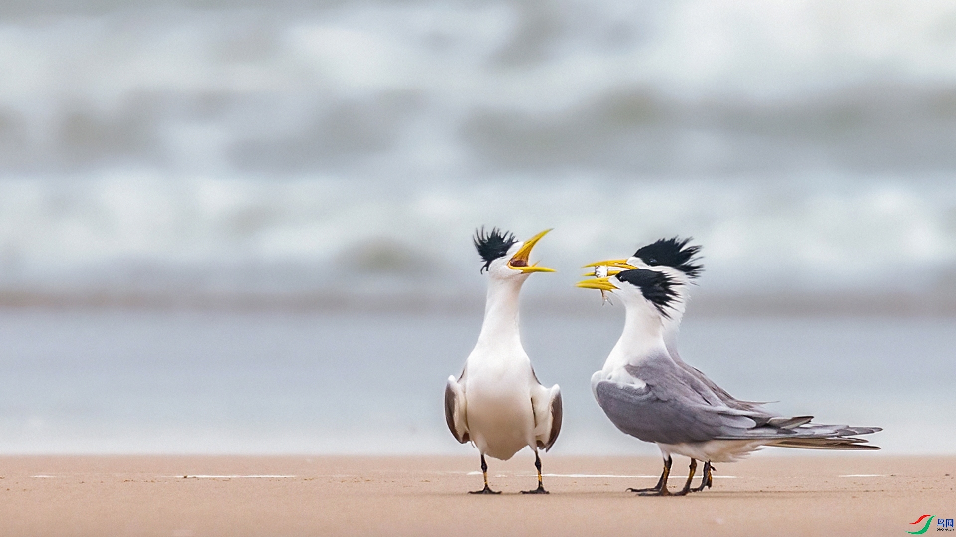 6.18Դ����Ȼ��ʦ��Ʒ�����Ը߸衿 ��ף���ٻ����������.jpg