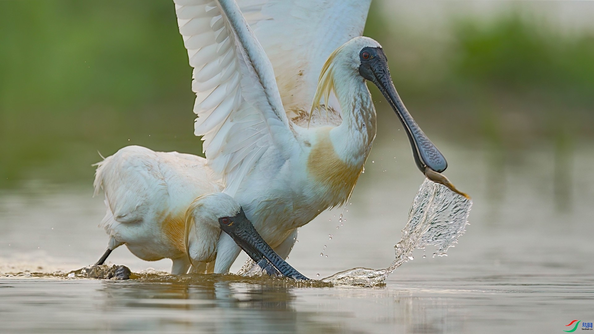 7.1~������~��ʦ��Ʒ   �ϡ��ࡱ��ˮ ��ף���ٻ��Ա������.jpg