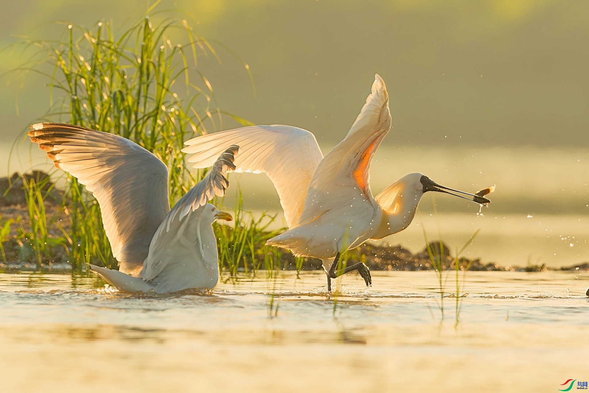 7.4~������~��ʦ��Ʒ   ��׷���� ��ף���ٻ��Ա������.jpg