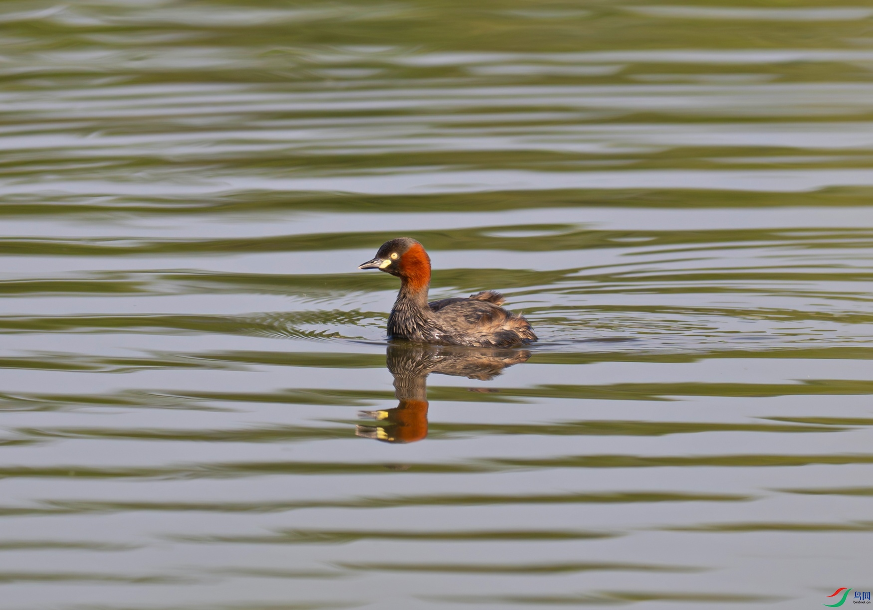 _DSC6726f.jpg
