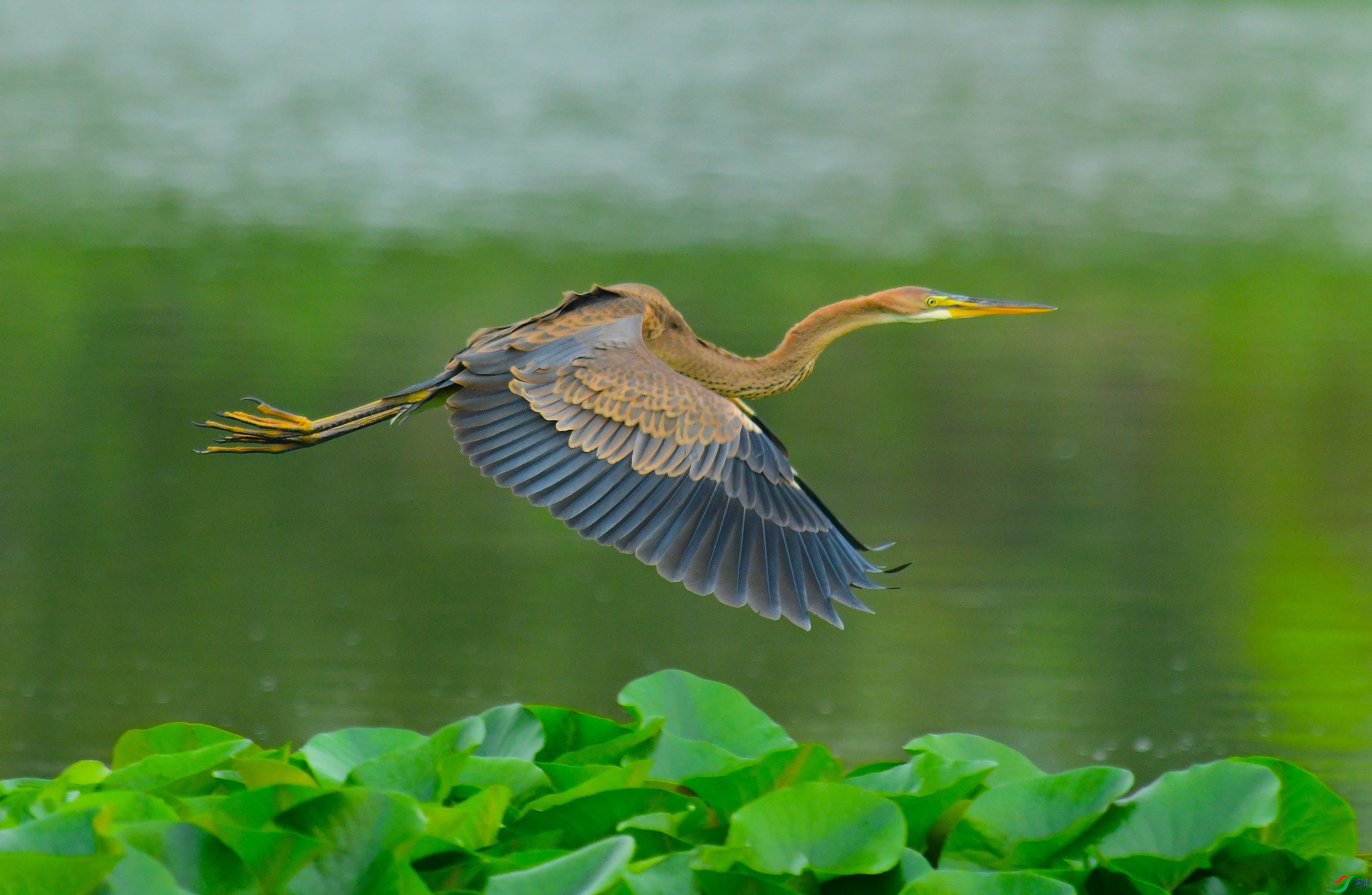 DSC_3166.JPG