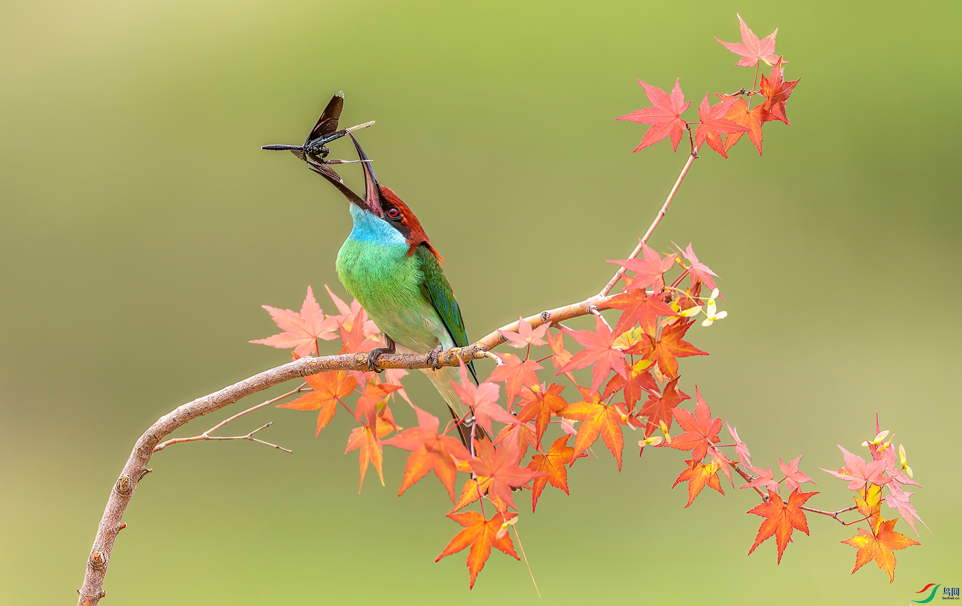 407A0378 ����-Sha----1 .jpg