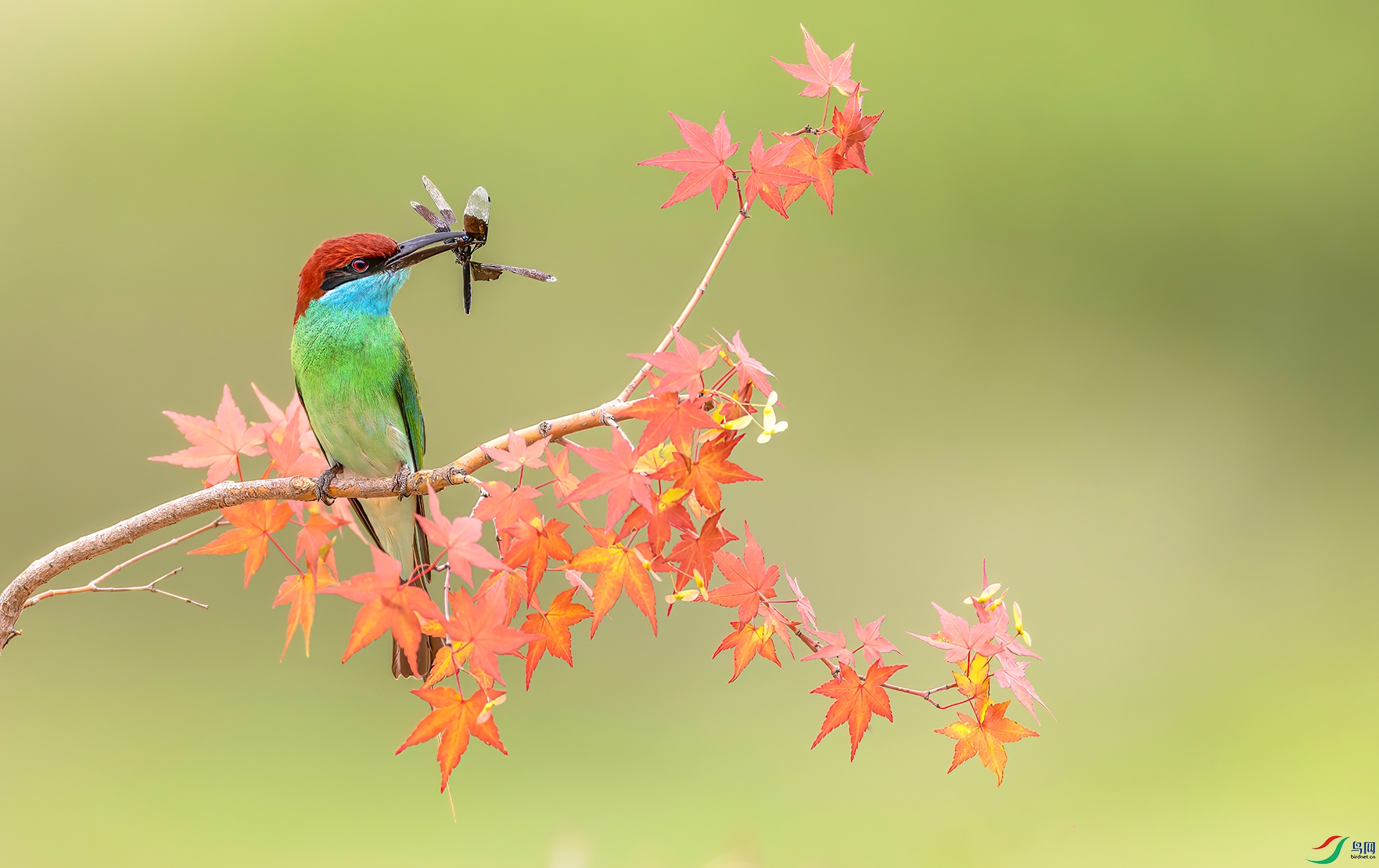 407A0619 ����-Sha----1 .jpg