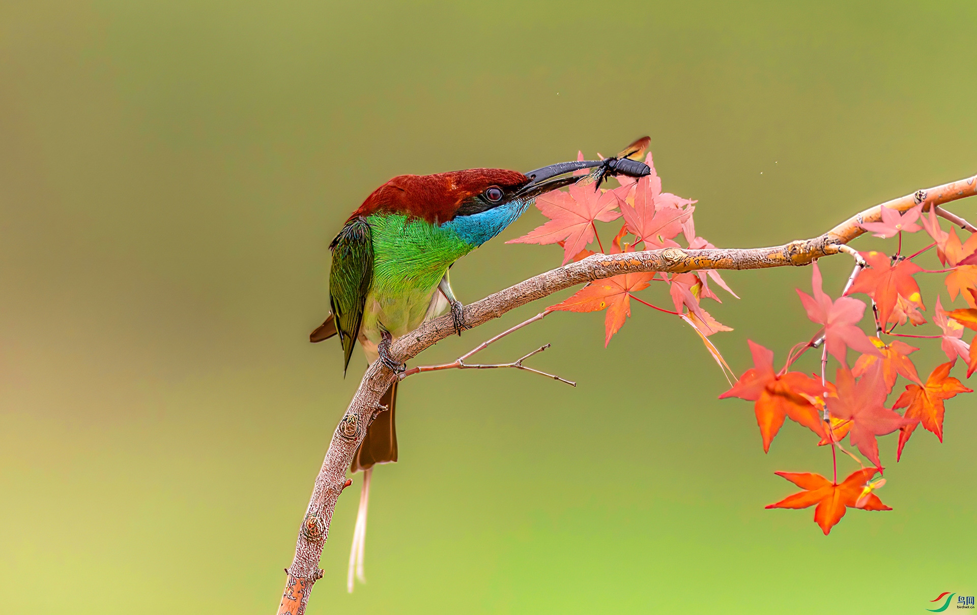 407A1460 ����-Sh----1 .jpg