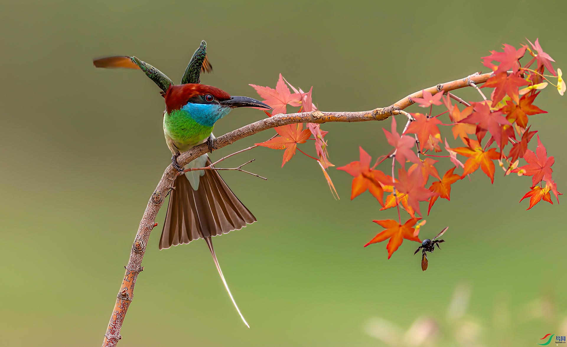 407A1527 ����-Sha----1 .jpg