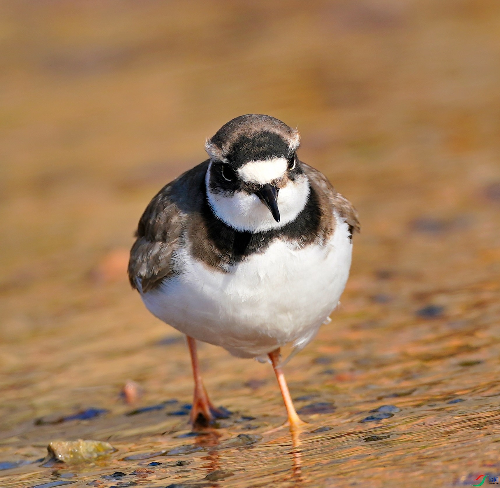 DSC03520 -2021-1-8��.JPG