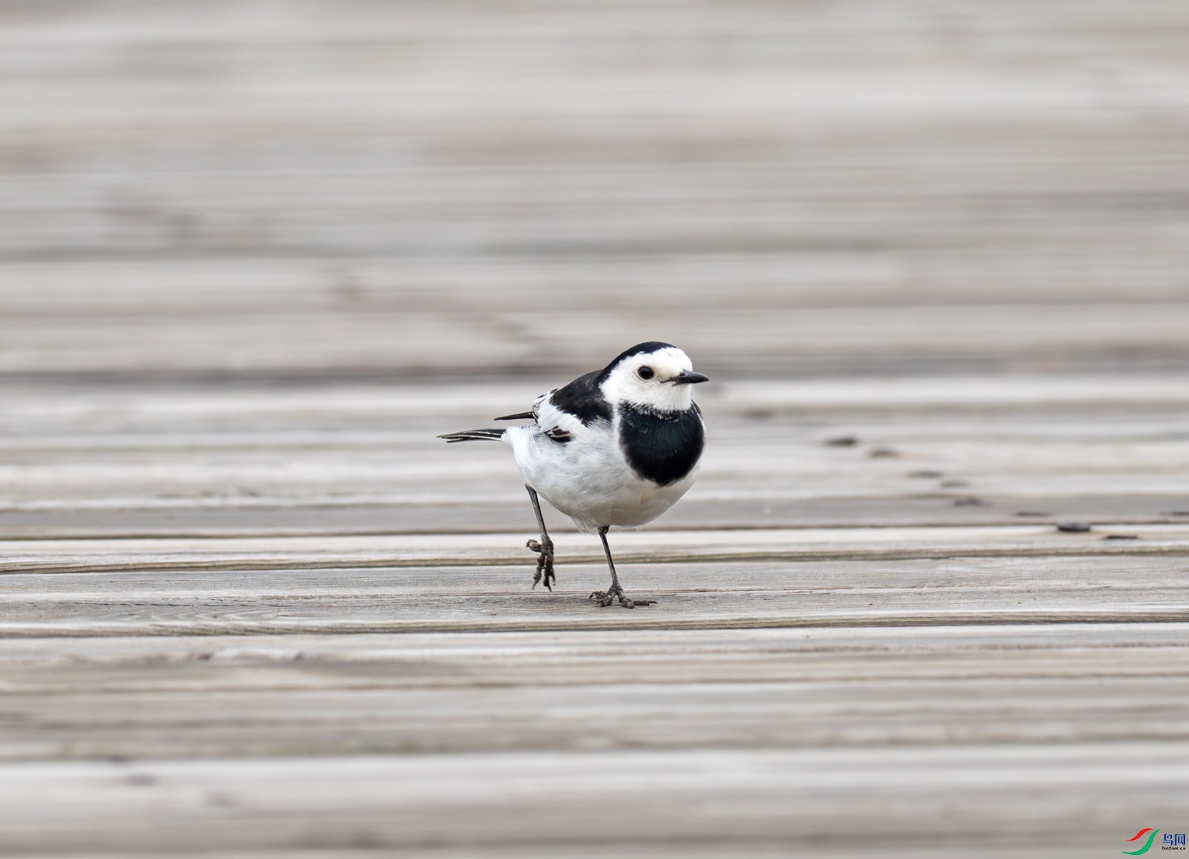 _DSC7668f.jpg