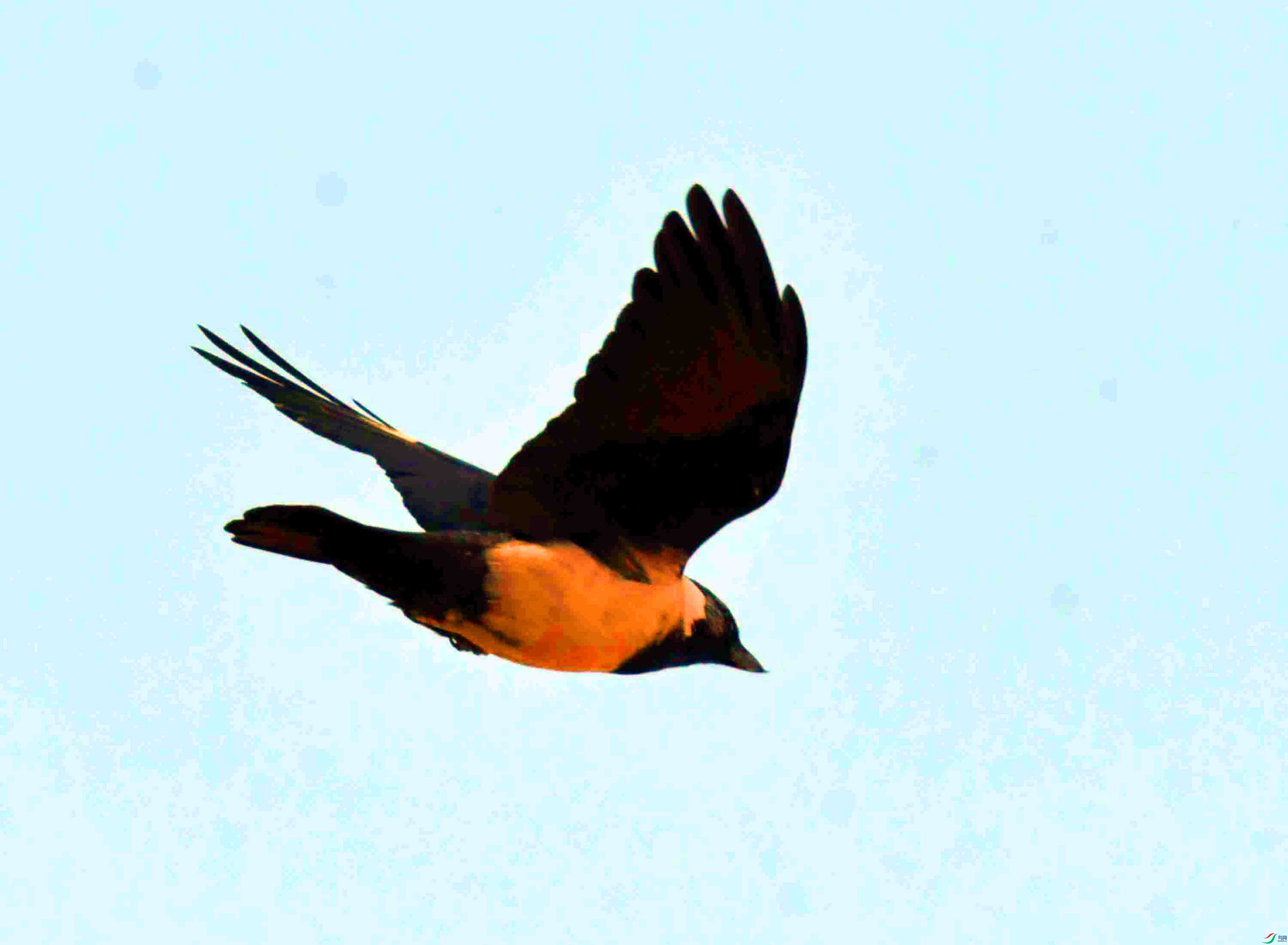 DSC_7705.JPG