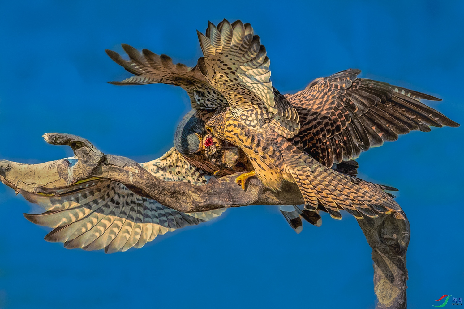 ����----������ʳ����