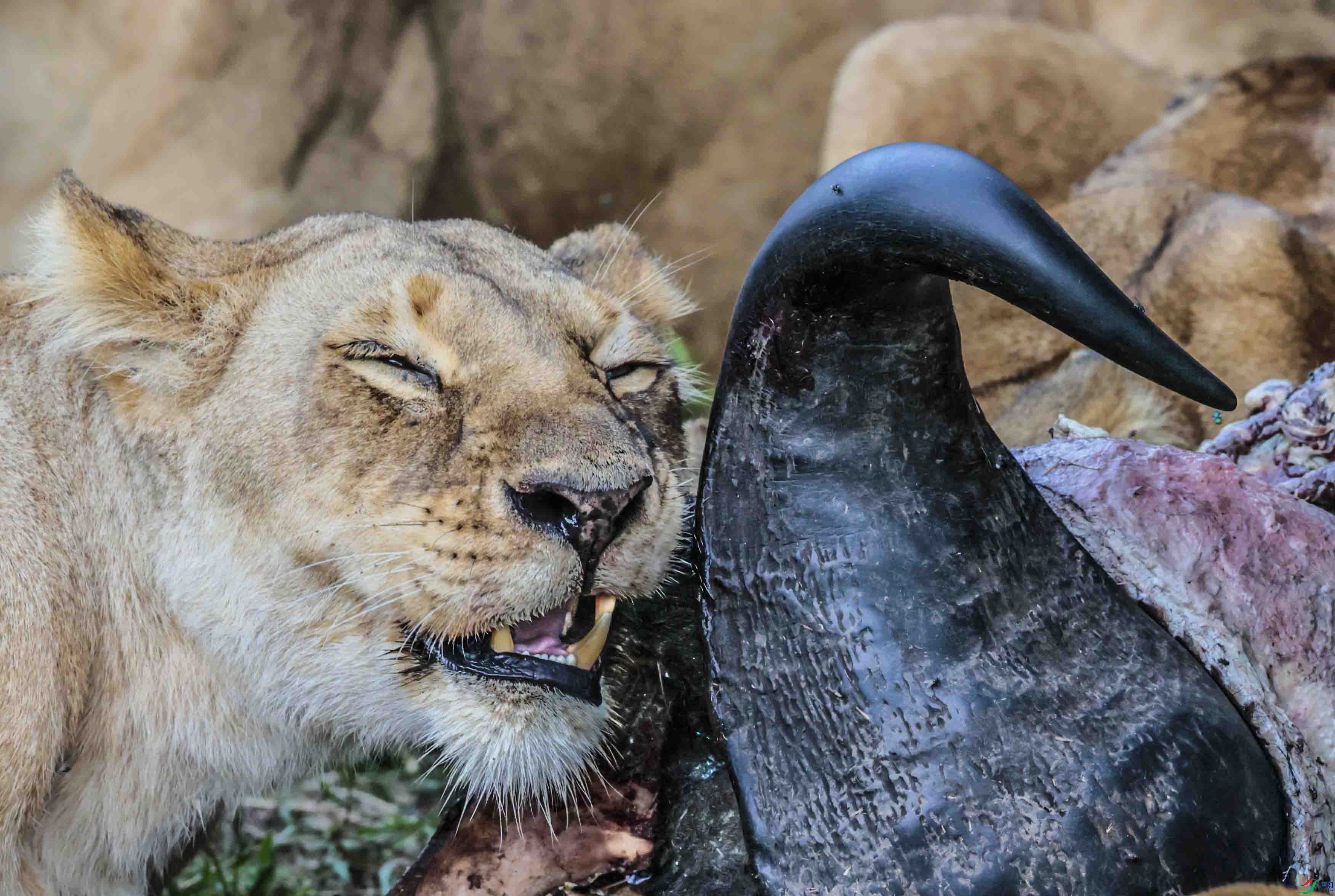 ĸʨ��ʳ�С�����.jpg