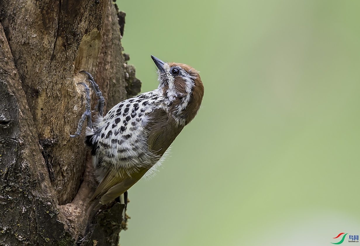 �߼���ľ��