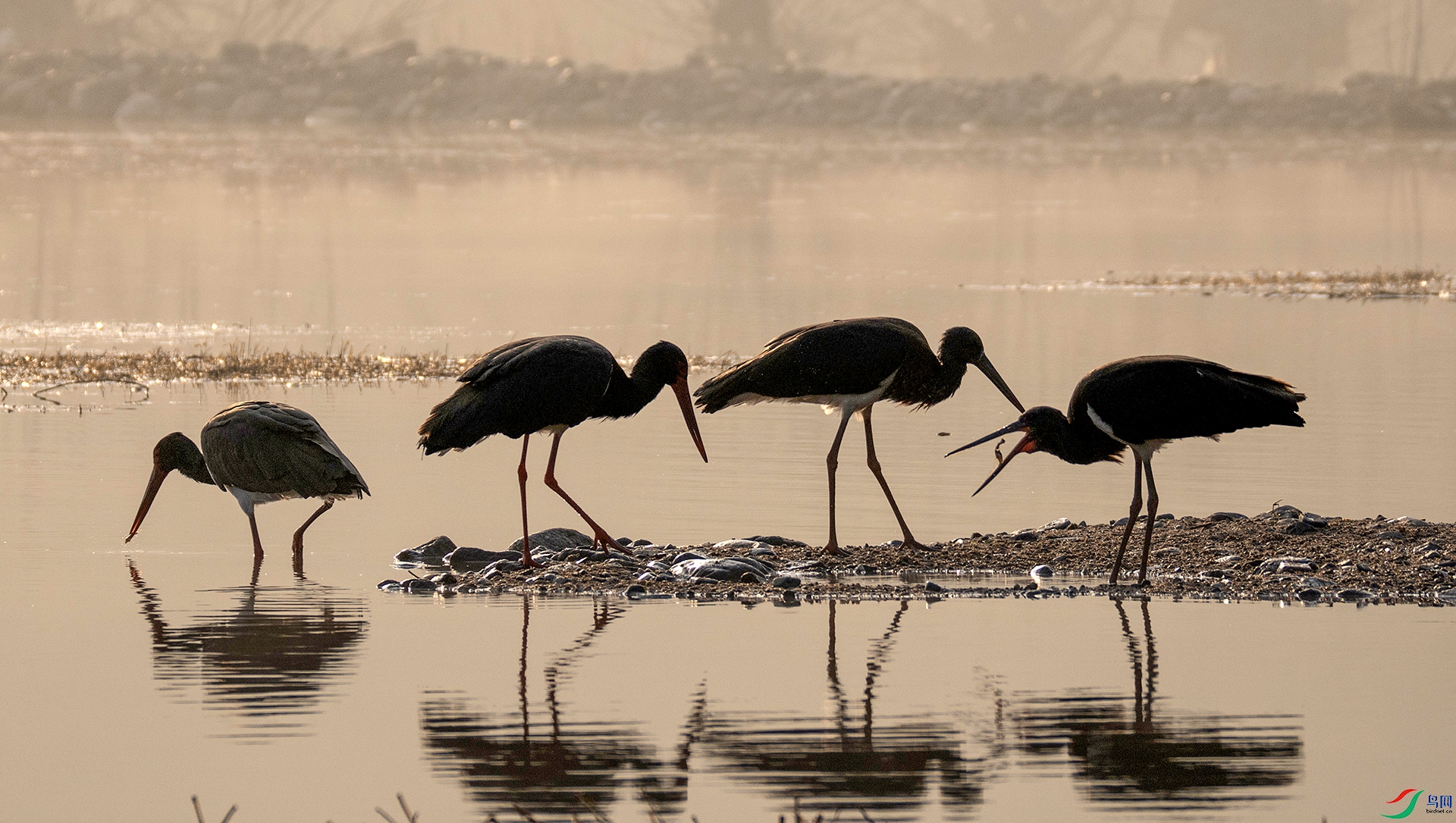 407A7294 ����---1  .jpg