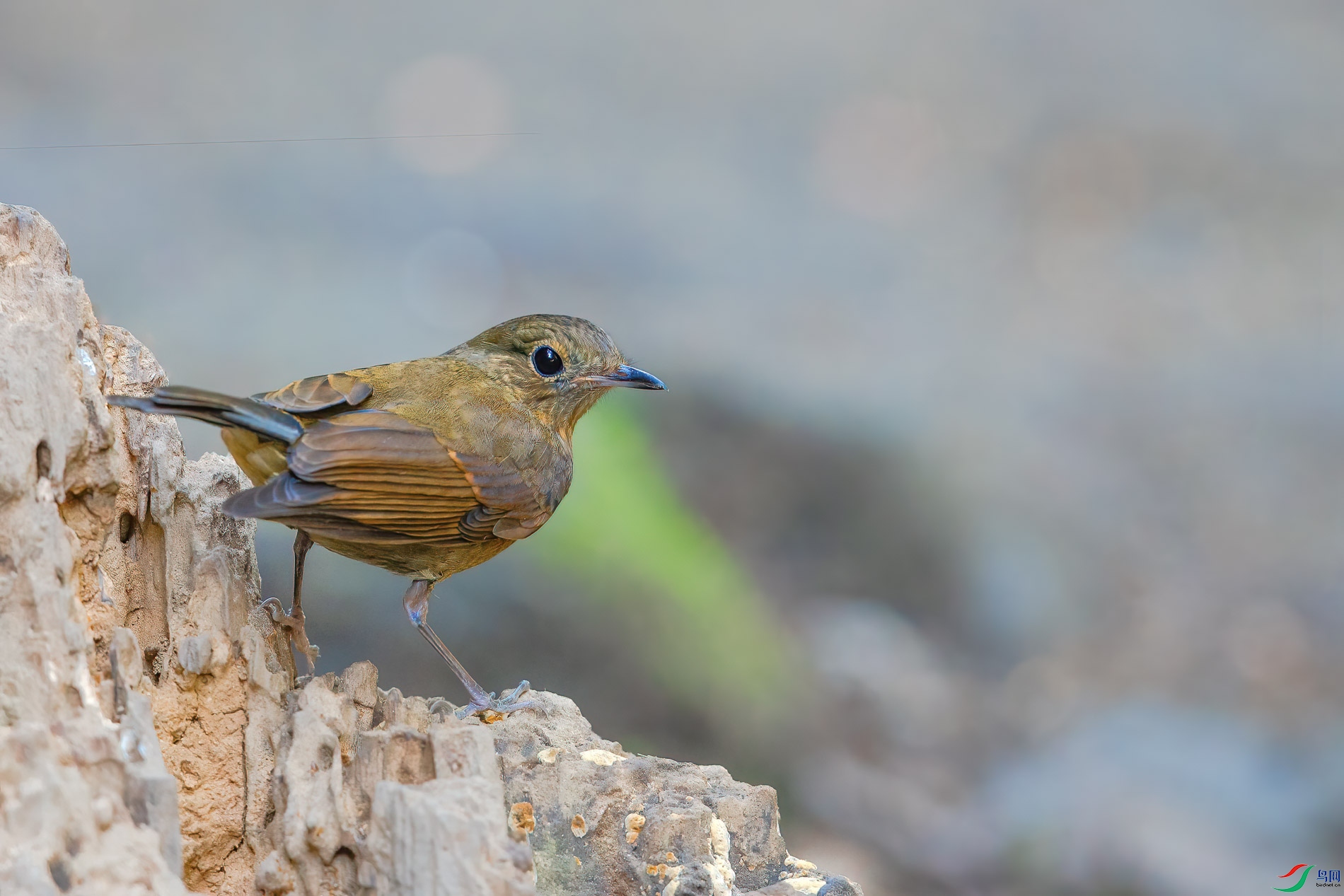 a_72342-1.jpg