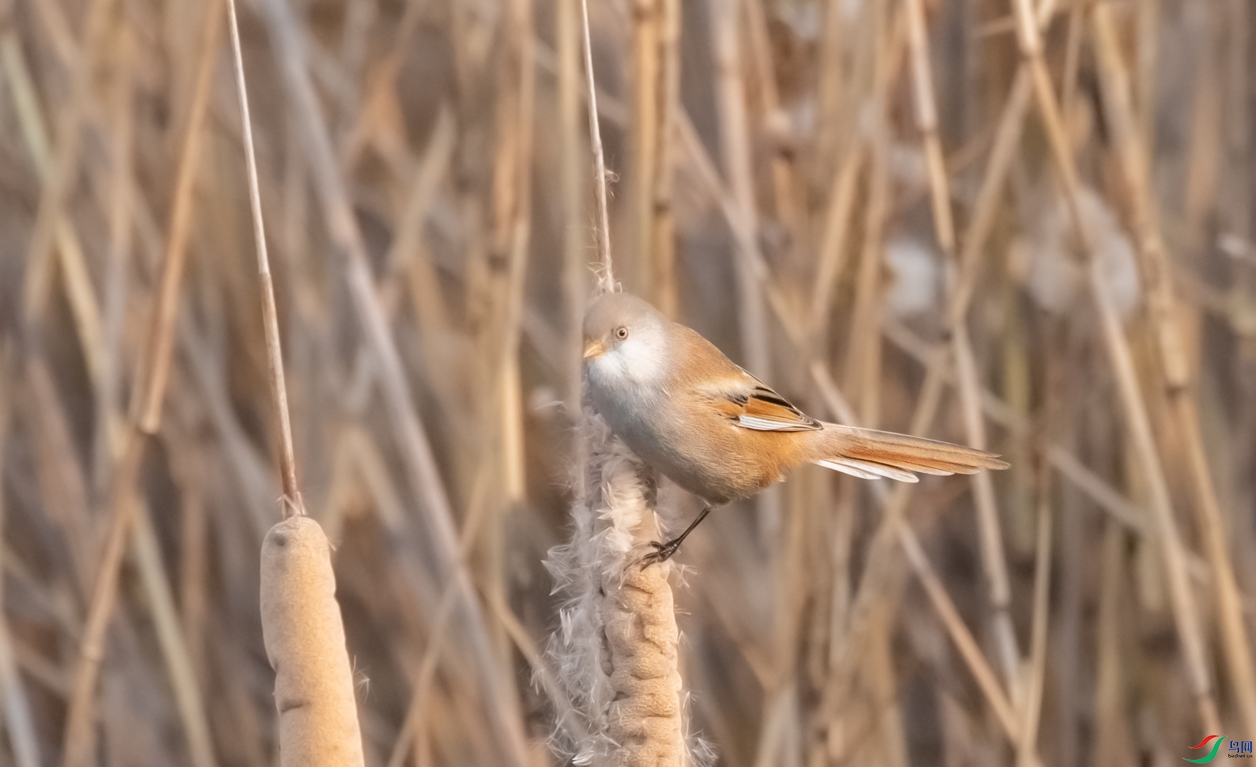 DSC_9757.jpg
