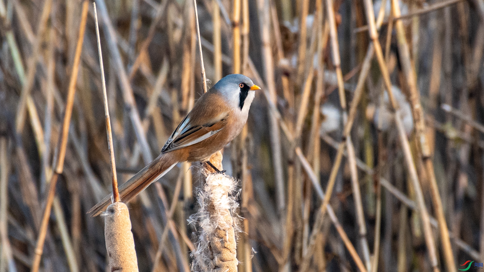 DSC_9812.jpg