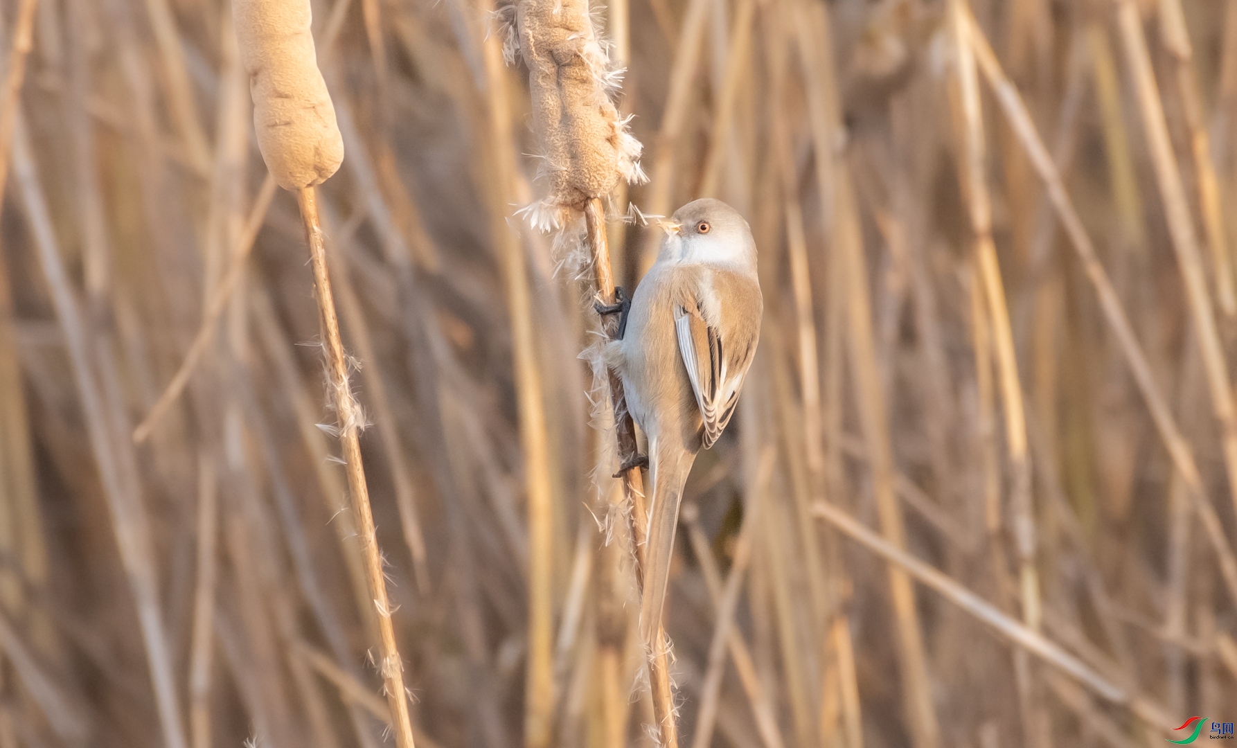 DSC_9988.jpg
