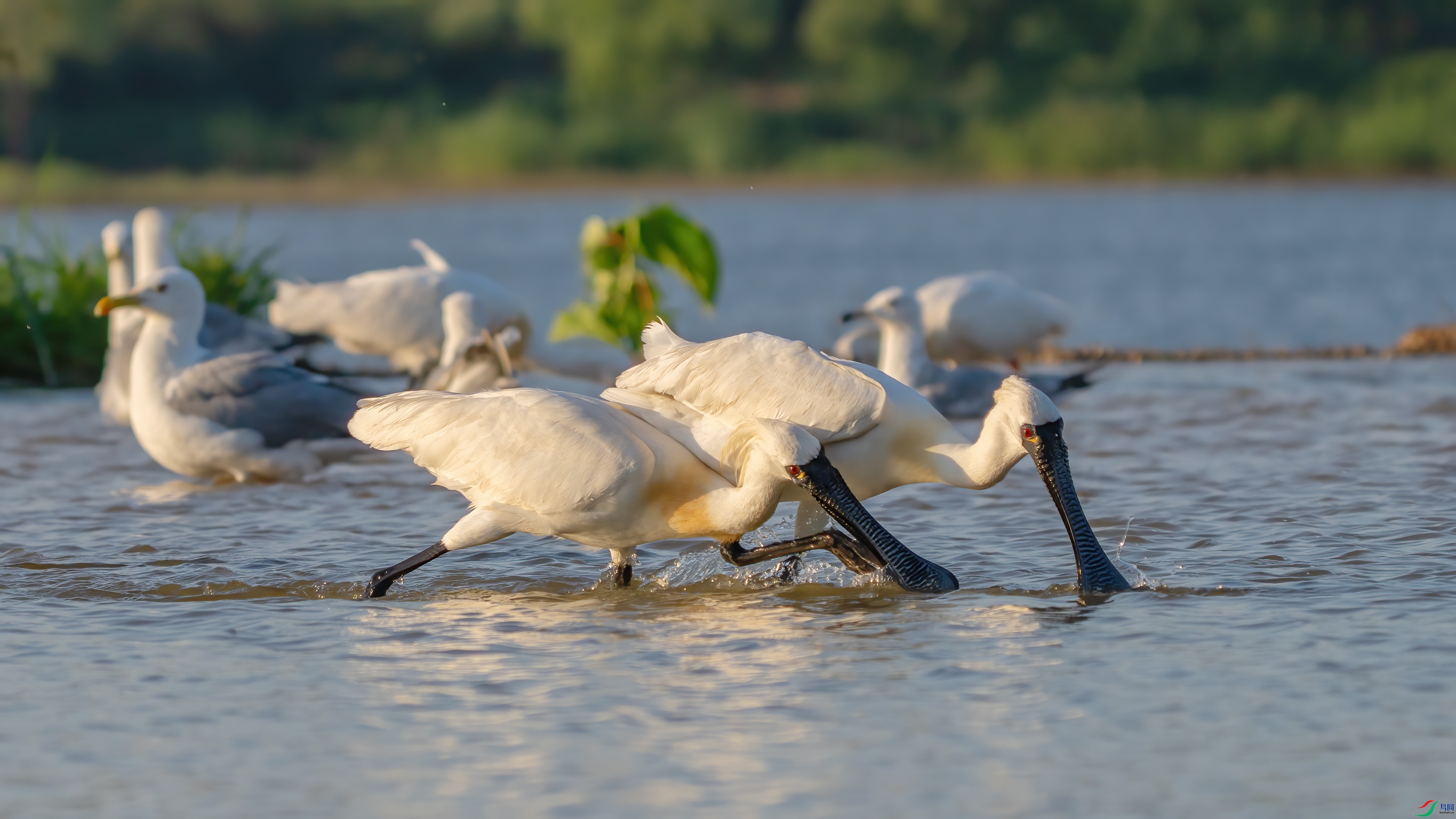 DSC01841 ����.jpg