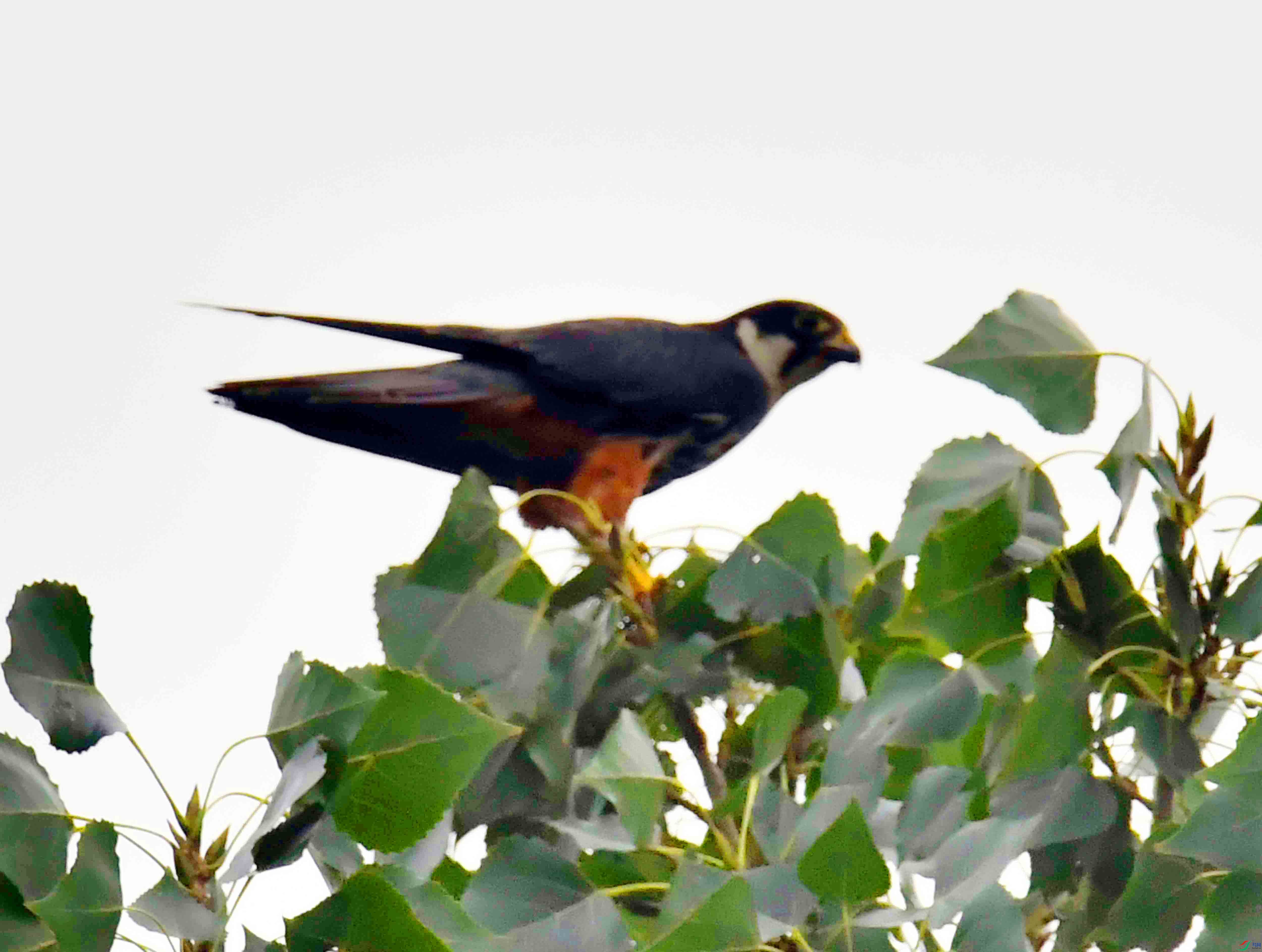 DSC_5394.JPG