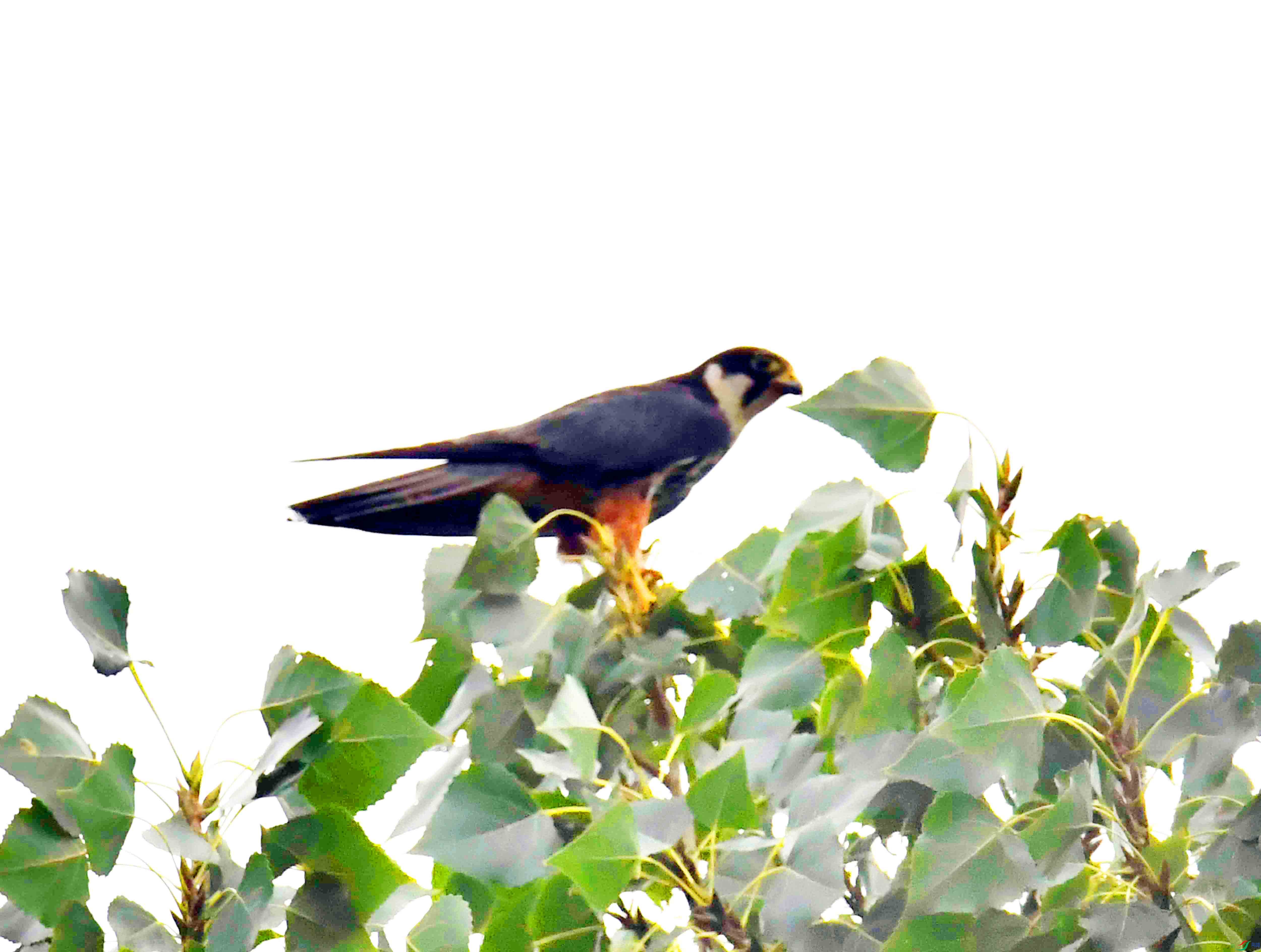 DSC_5397.JPG