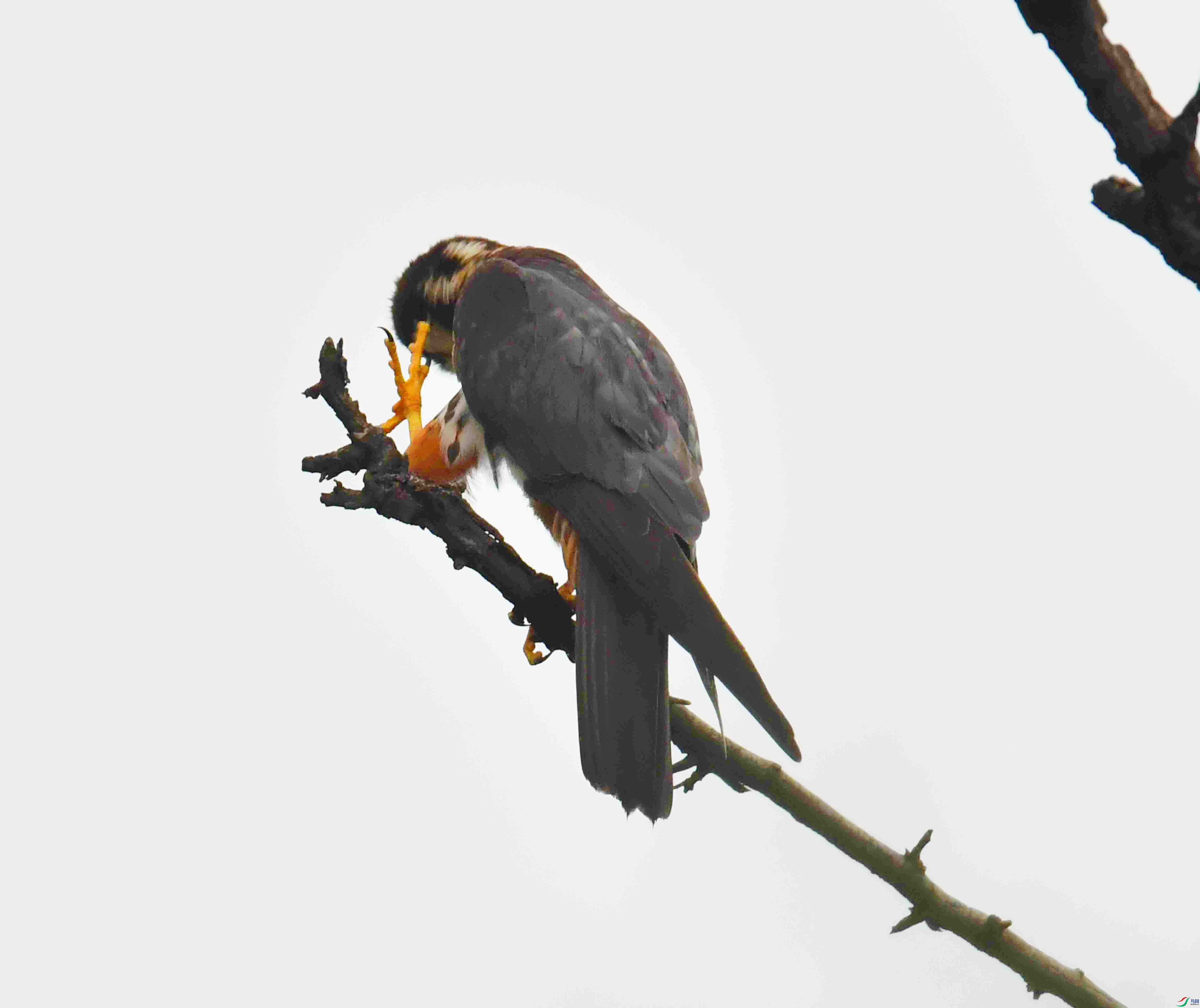 DSC_5440.JPG