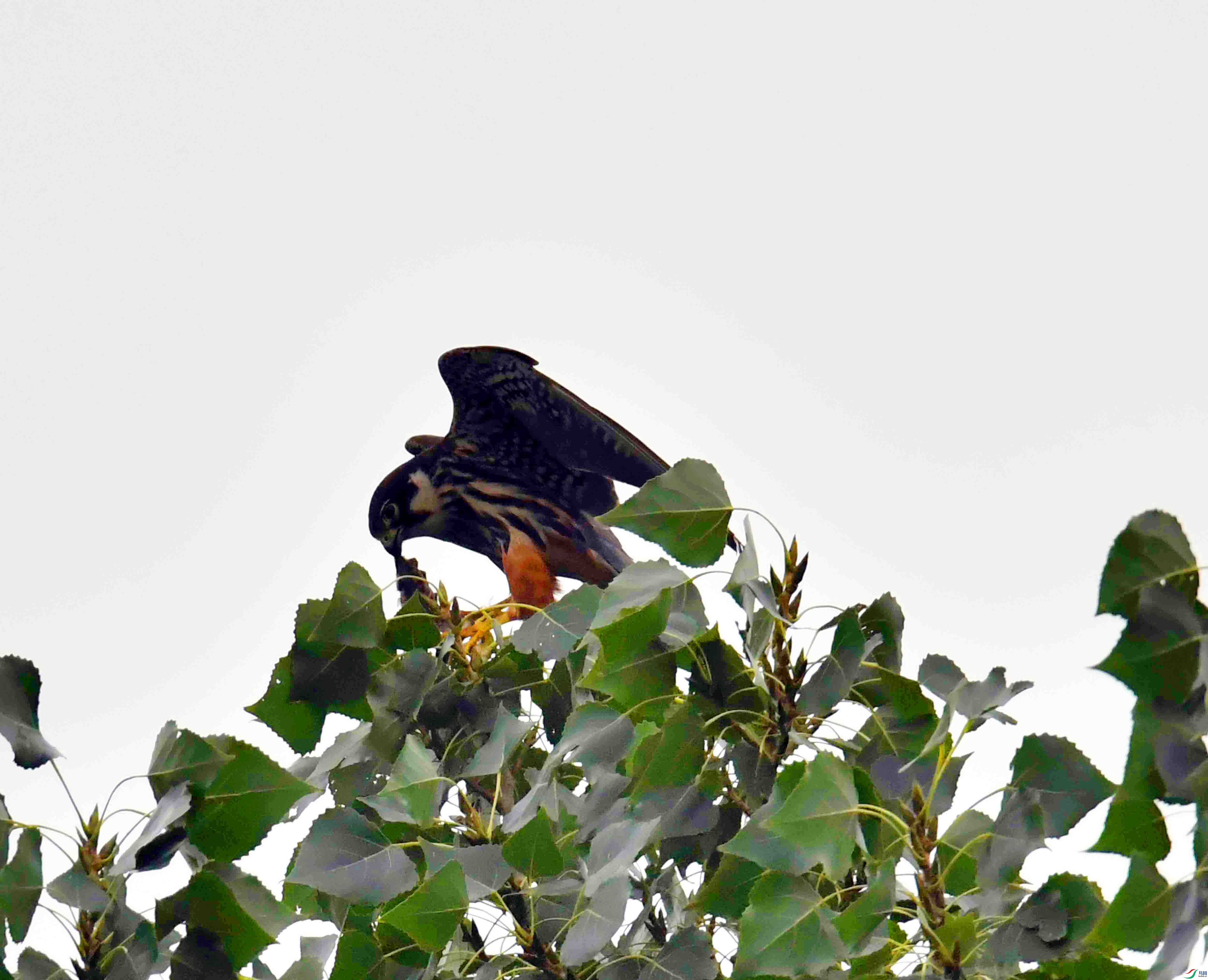 DSC_5476.JPG